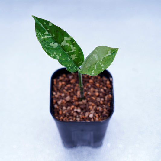 <TB便>Aglaonema Pictum Tricolor 反転系【五月雨】GW1603