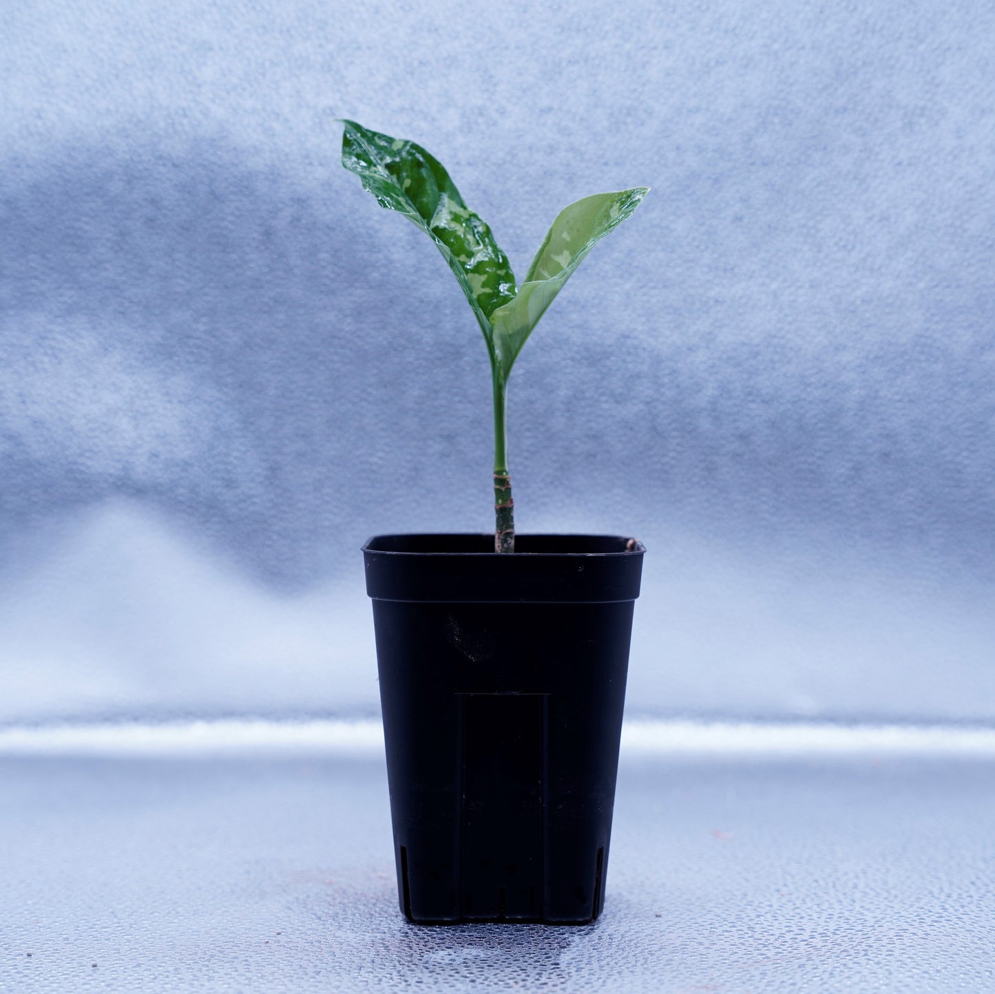 <TB便>Aglaonema Pictum Tricolor 反転系【五月雨】GW1603