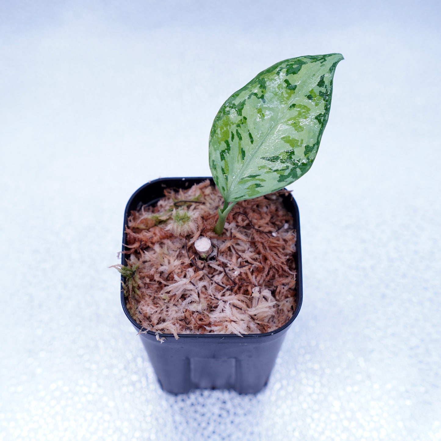 <オリジナル>Aglaonema Pictum Multicolor UND “MARTLE”