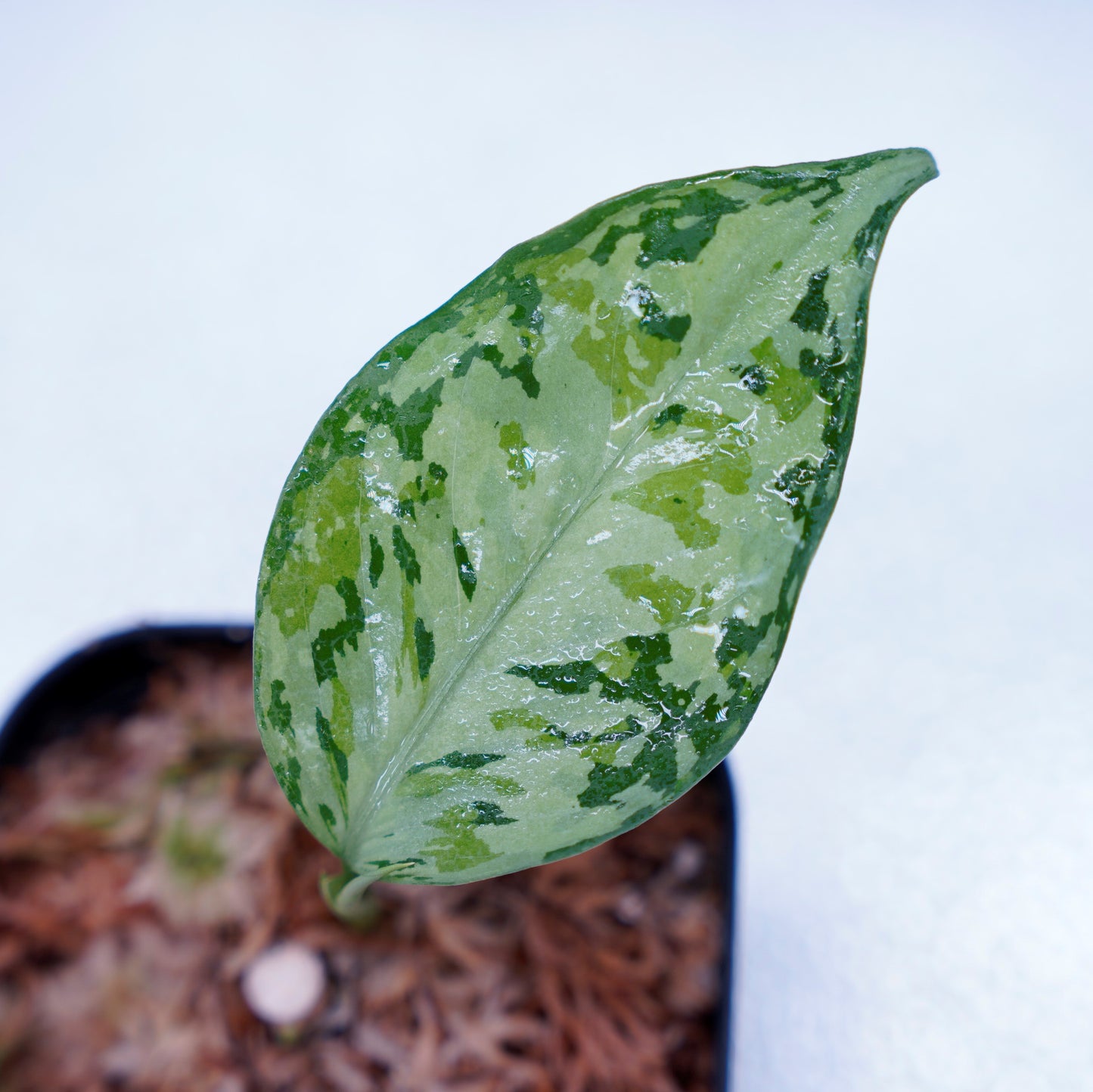 <オリジナル>Aglaonema Pictum Multicolor UND “MARTLE”
