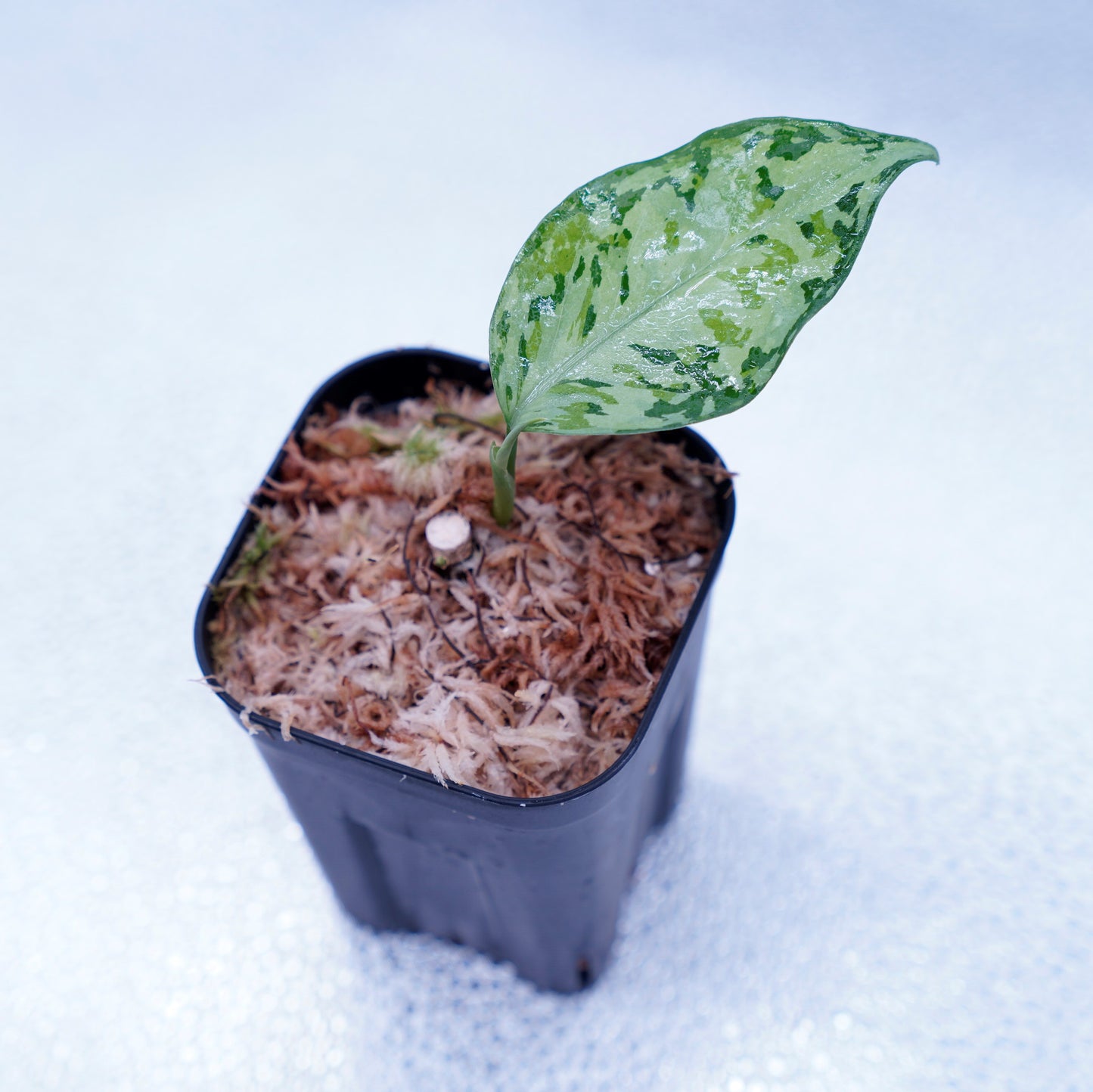 <オリジナル>Aglaonema Pictum Multicolor UND “MARTLE”