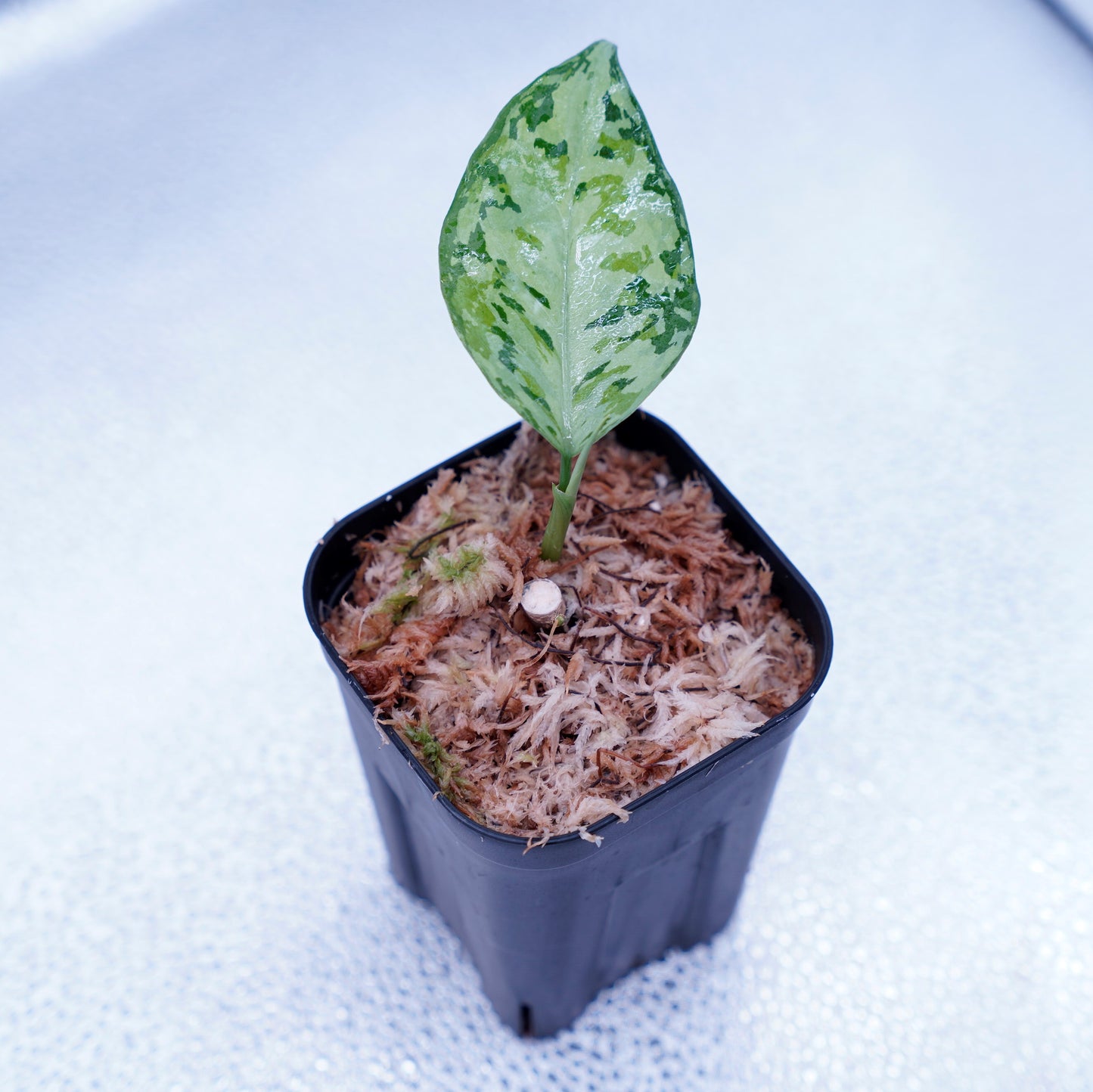 <オリジナル>Aglaonema Pictum Multicolor UND “MARTLE”