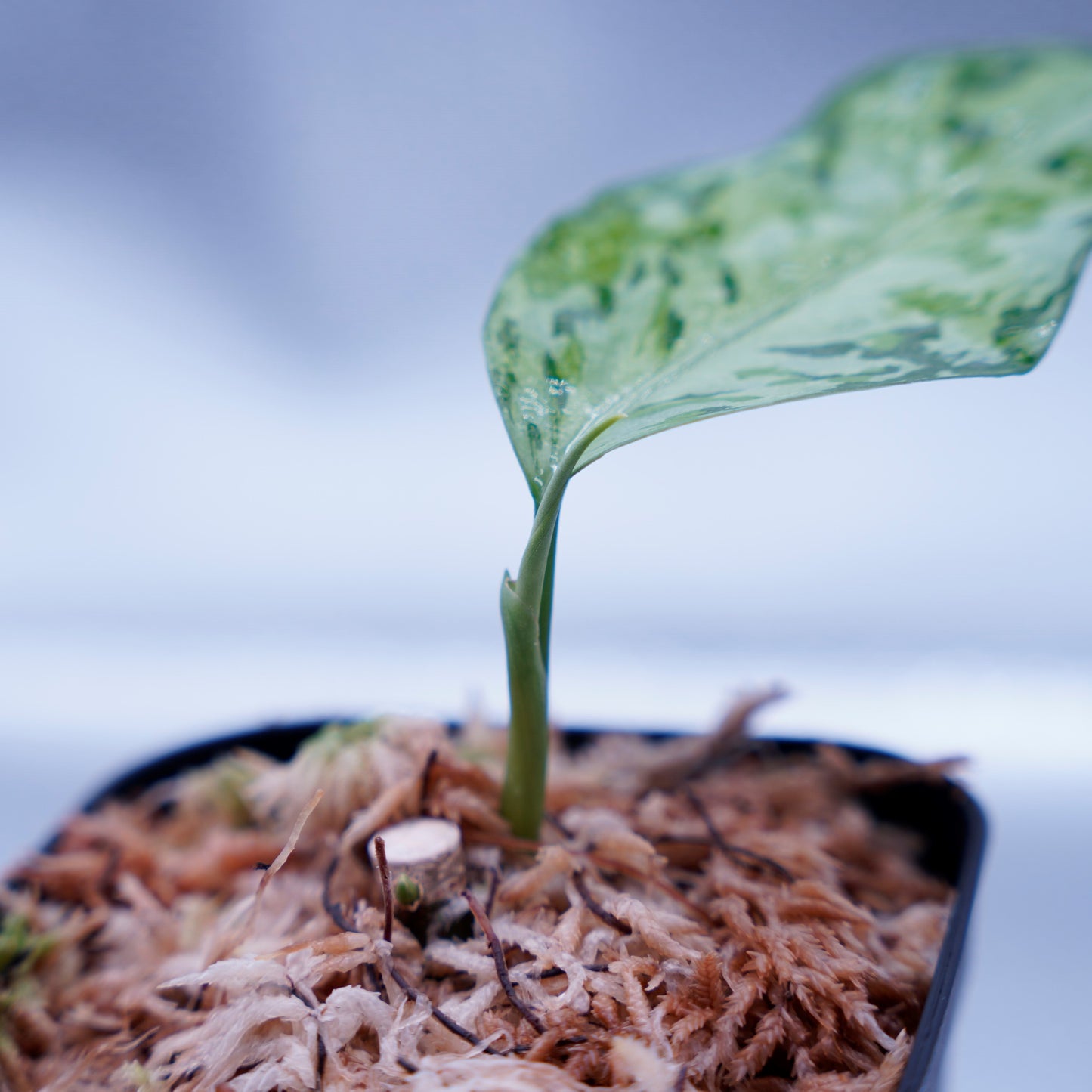 <オリジナル>Aglaonema Pictum Multicolor UND “MARTLE”