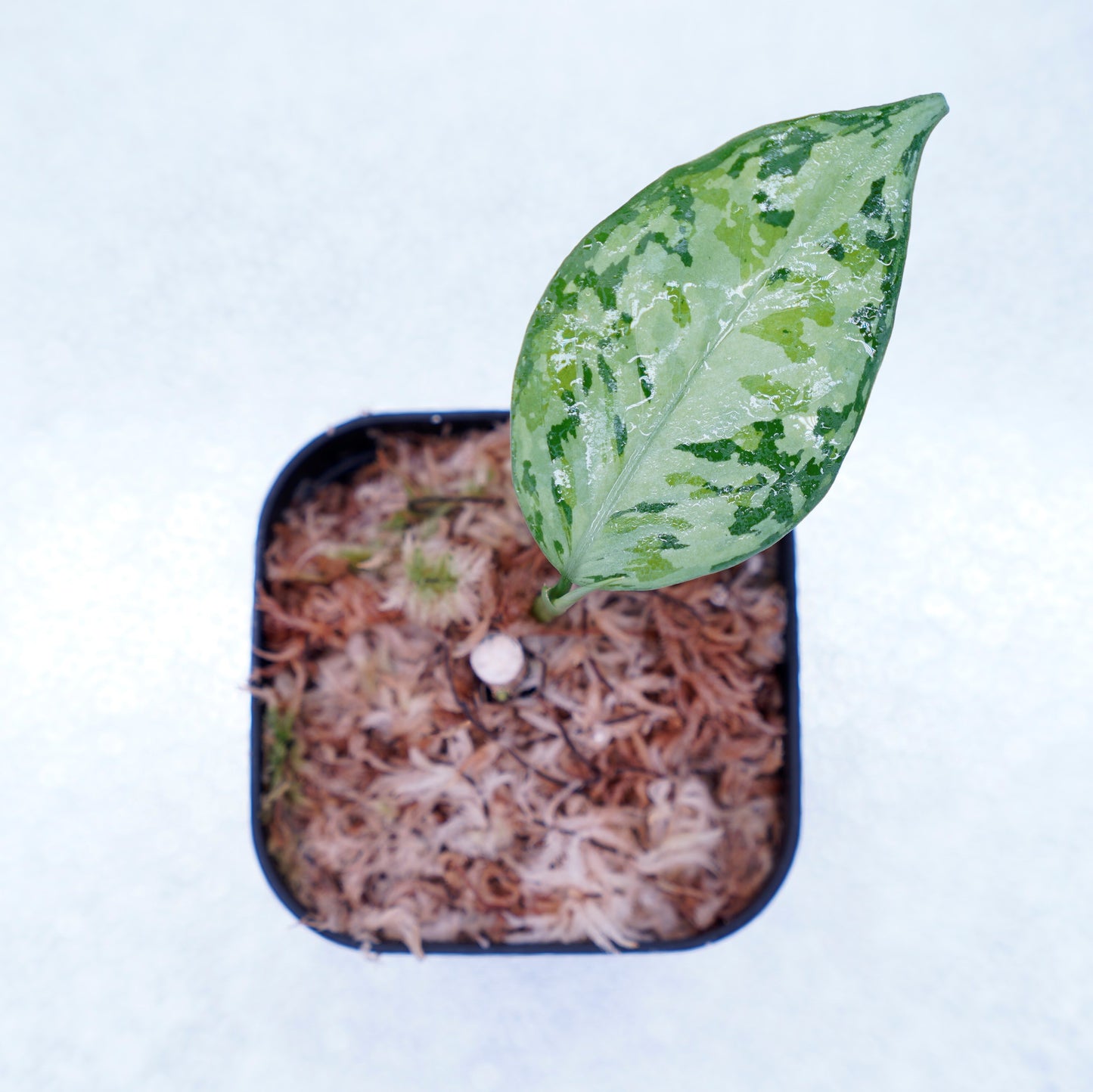 <オリジナル>Aglaonema Pictum Multicolor UND “MARTLE”