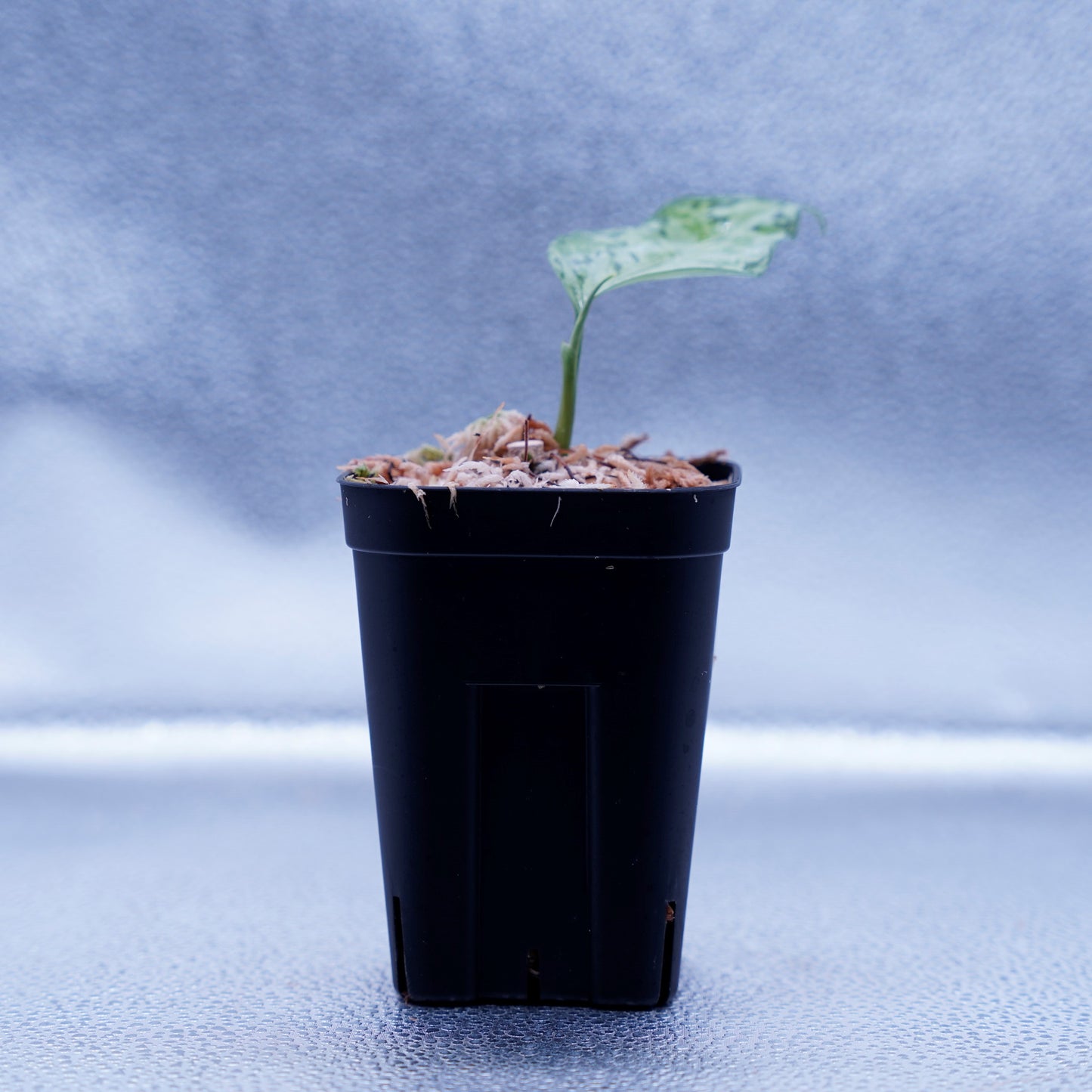 <オリジナル>Aglaonema Pictum Multicolor UND “MARTLE”