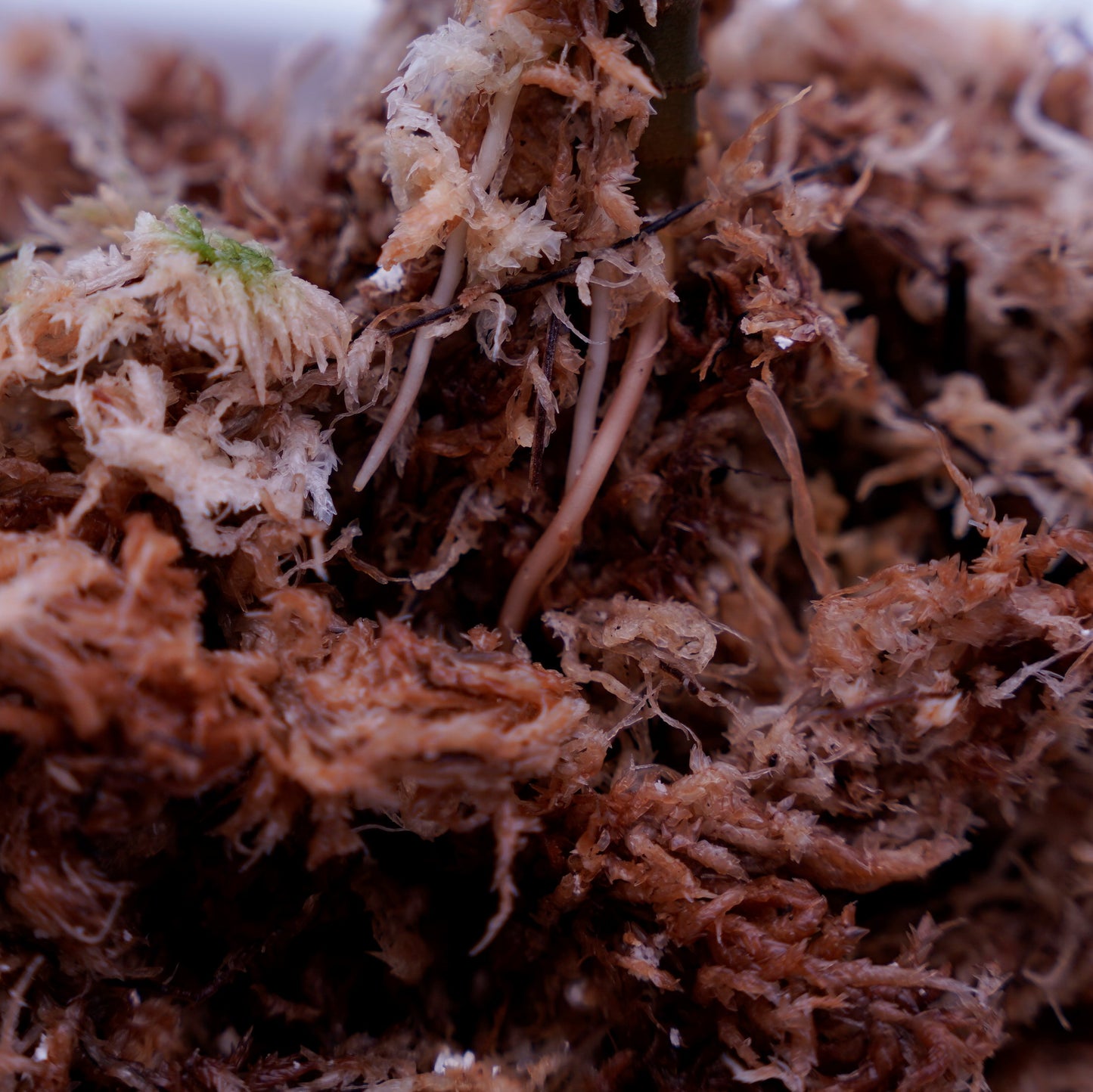 <オリジナル>Aglaonema Pictum Multicolor UND “MARTLE”