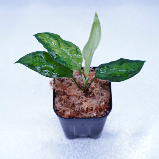 <TZ便>Aglaonema Pictum Tricolor【T-260219 S産地】