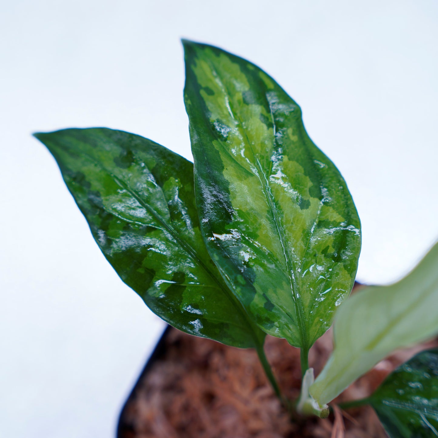 <TZ便>Aglaonema Pictum Tricolor【T-260219 S産地】