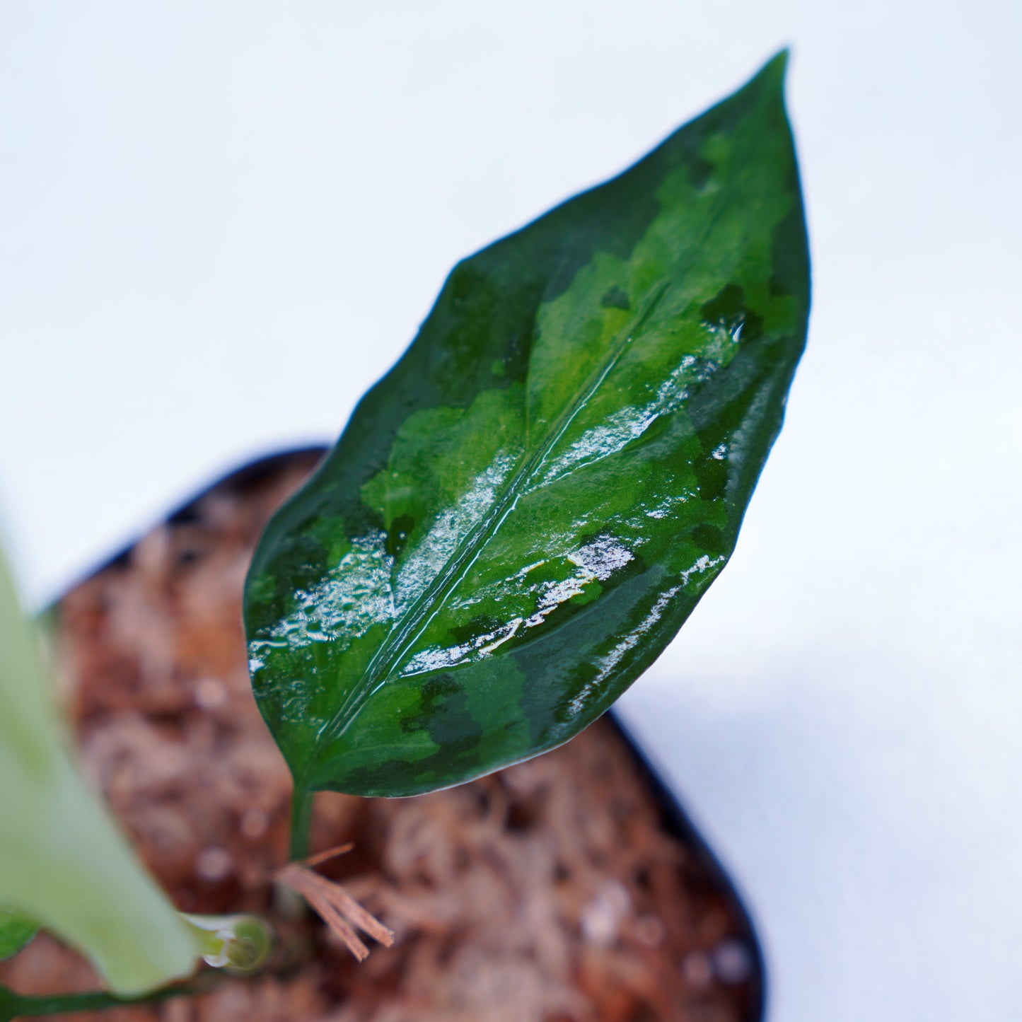 <TZ便>Aglaonema Pictum Tricolor【T-260219 S産地】
