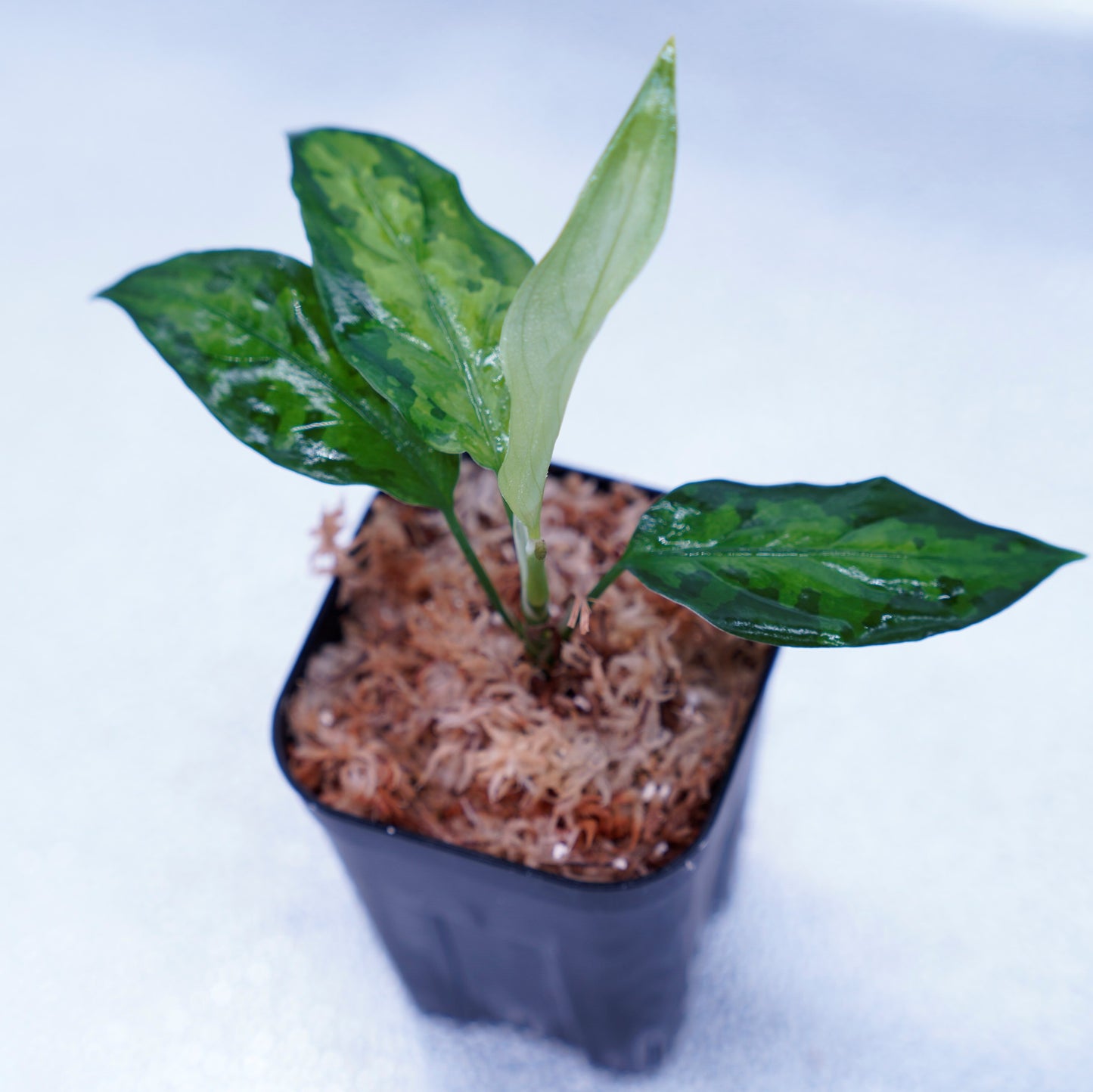 <TZ便>Aglaonema Pictum Tricolor【T-260219 S産地】