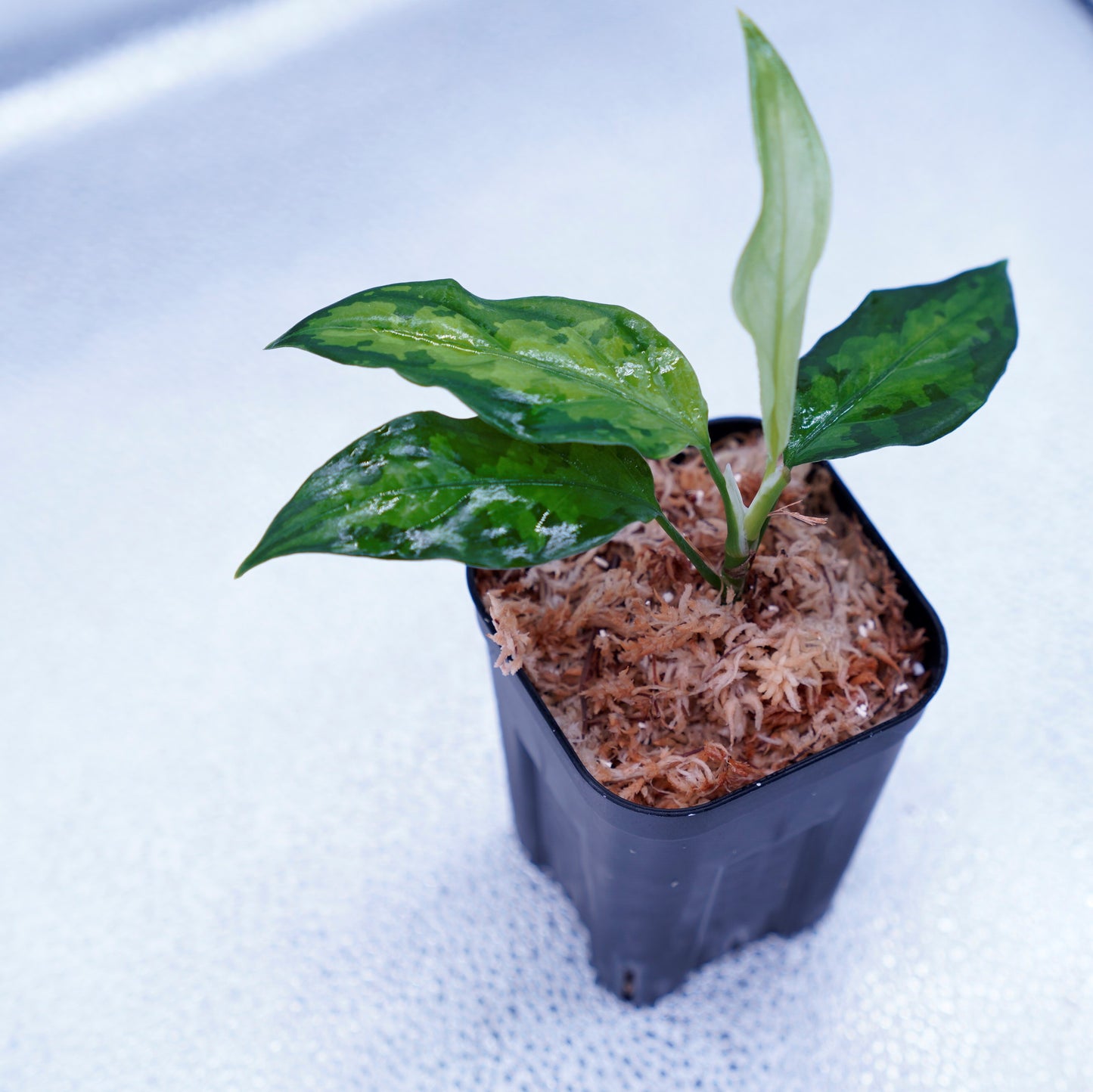 <TZ便>Aglaonema Pictum Tricolor【T-260219 S産地】