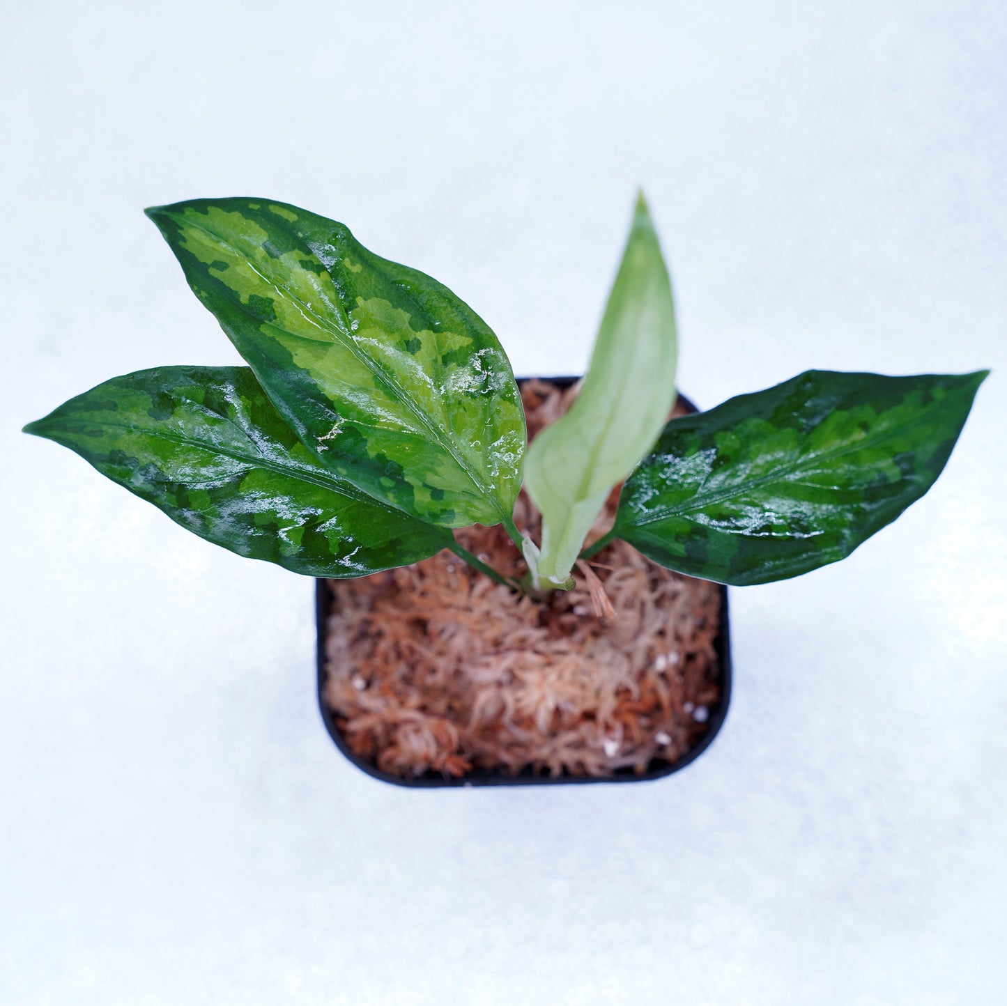 <TZ便>Aglaonema Pictum Tricolor【T-260219 S産地】
