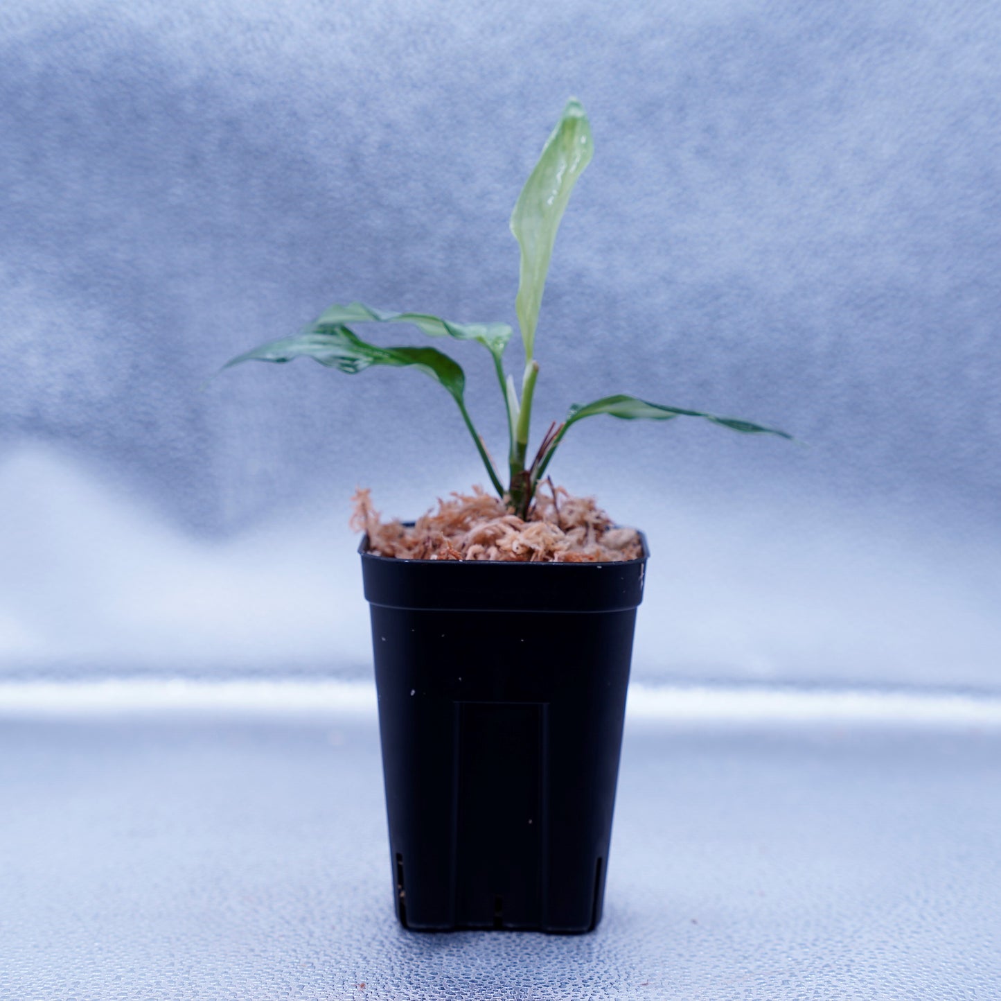 <TZ便>Aglaonema Pictum Tricolor【T-260219 S産地】