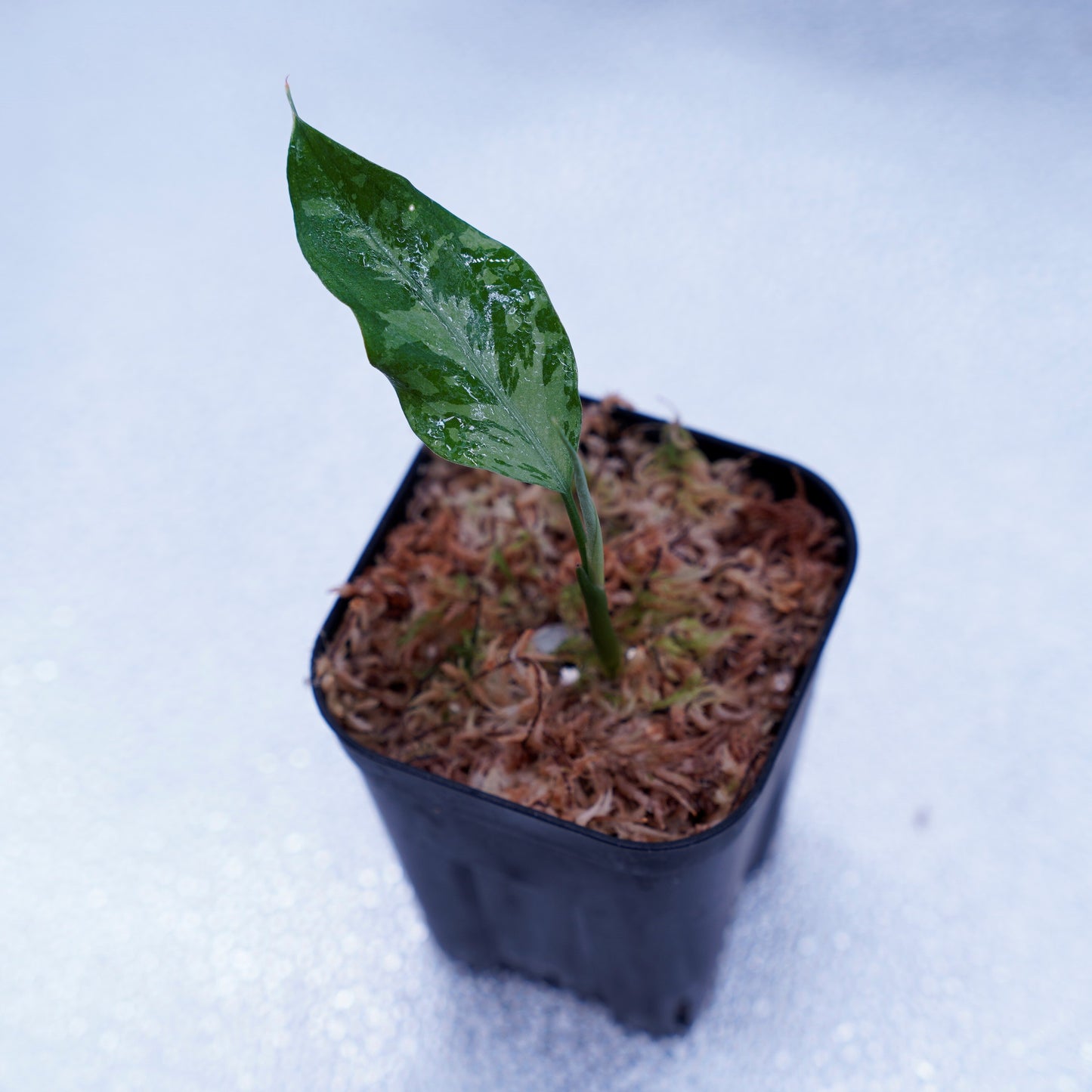 <TZ便>Aglaonema Pictum Argentum【T-090719-b-x-3】
