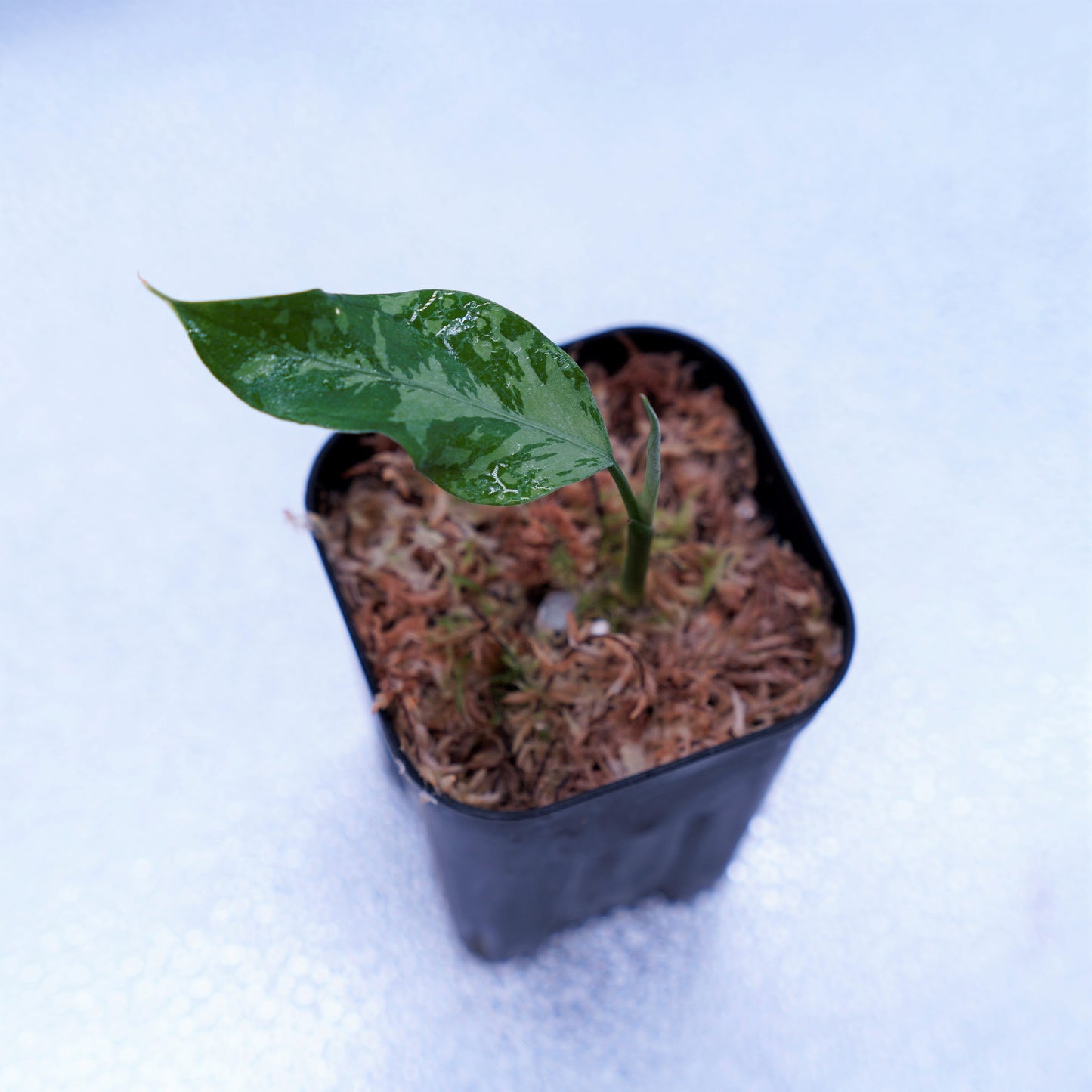 <TZ便>Aglaonema Pictum Argentum【T-090719-b-x-3】