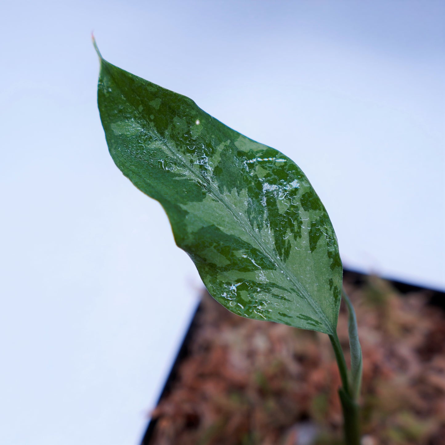 <TZ便>Aglaonema Pictum Argentum【T-090719-b-x-3】