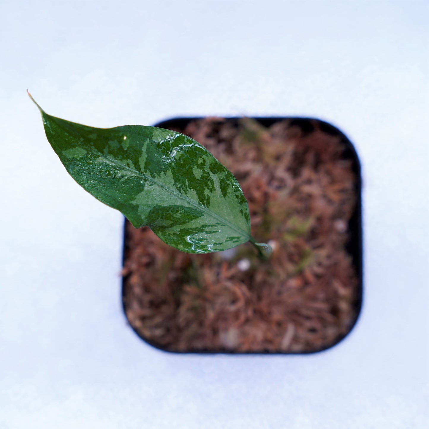 <TZ便>Aglaonema Pictum Argentum【T-090719-b-x-3】