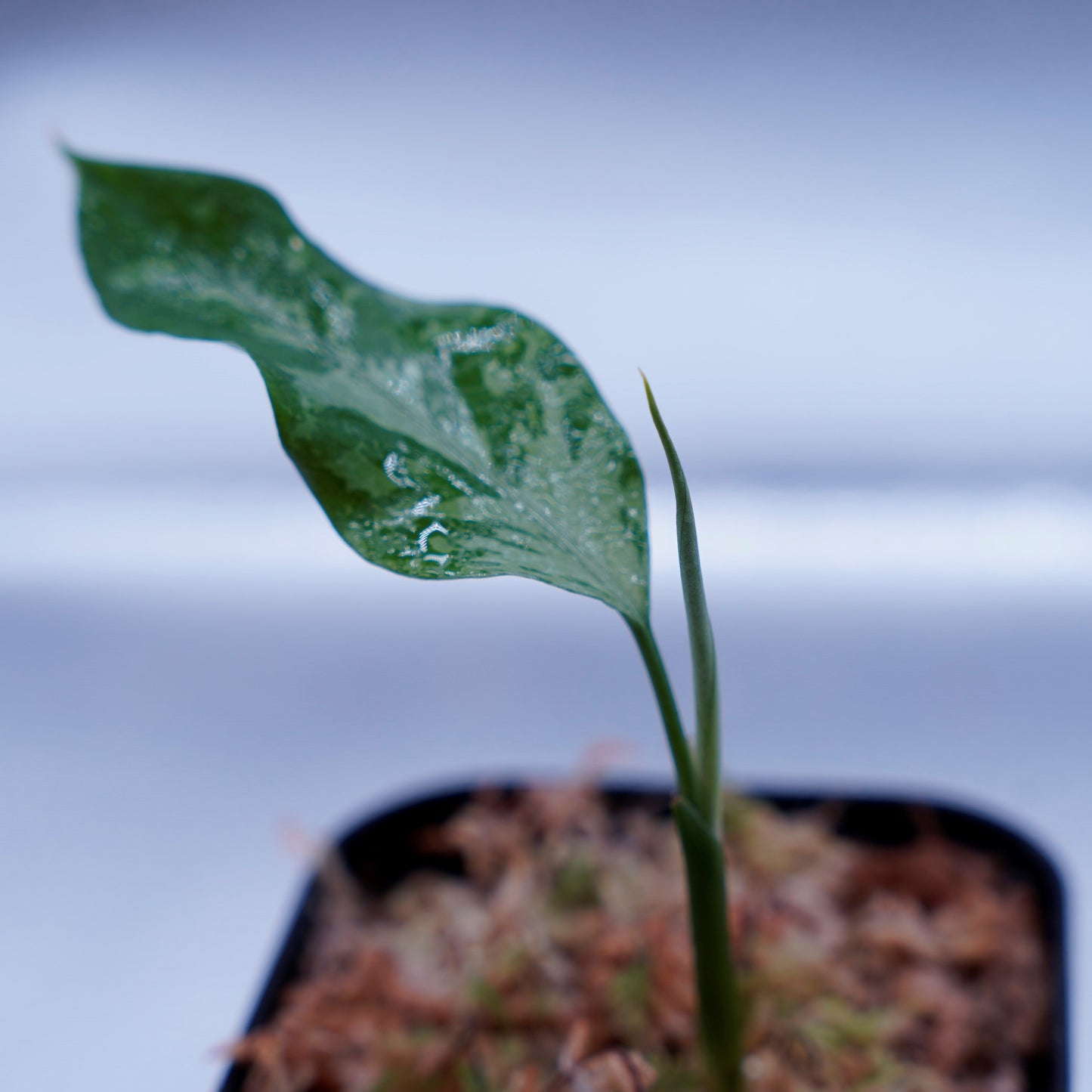 <TZ便>Aglaonema Pictum Argentum【T-090719-b-x-3】