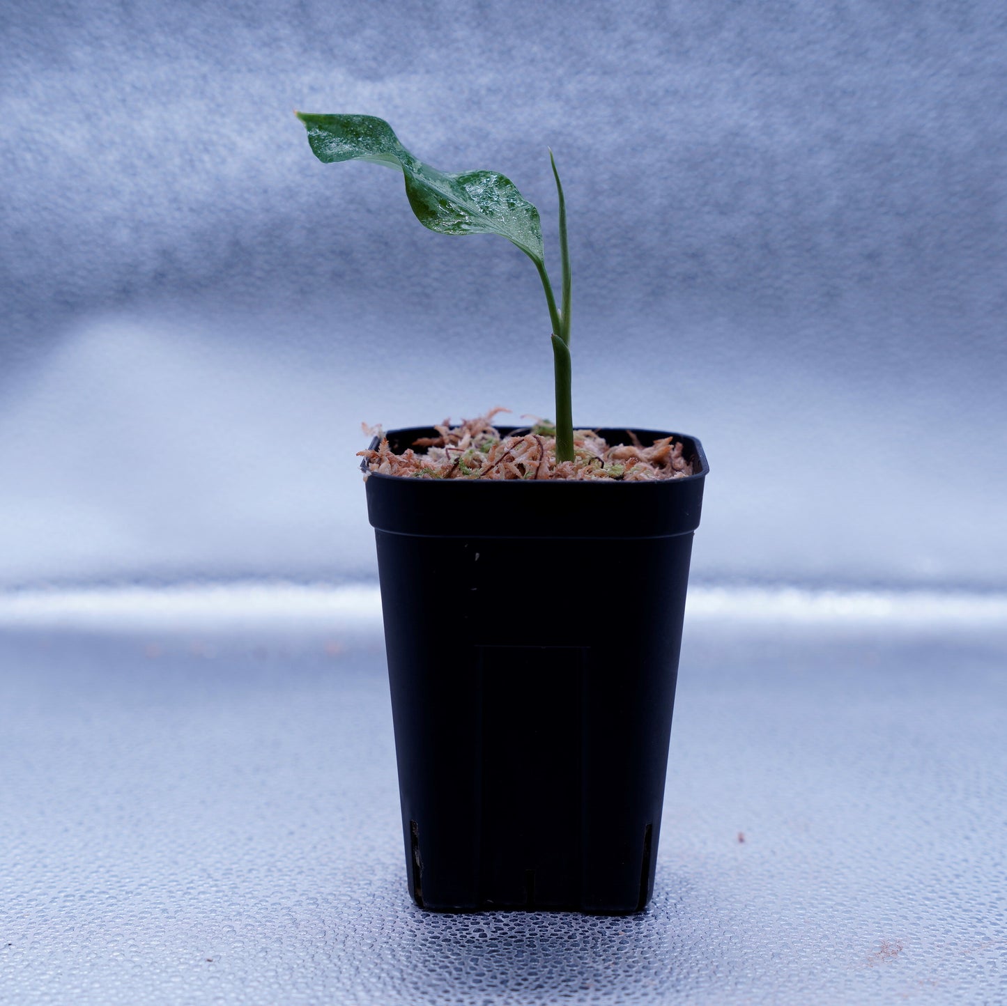 <TZ便>Aglaonema Pictum Argentum【T-090719-b-x-3】