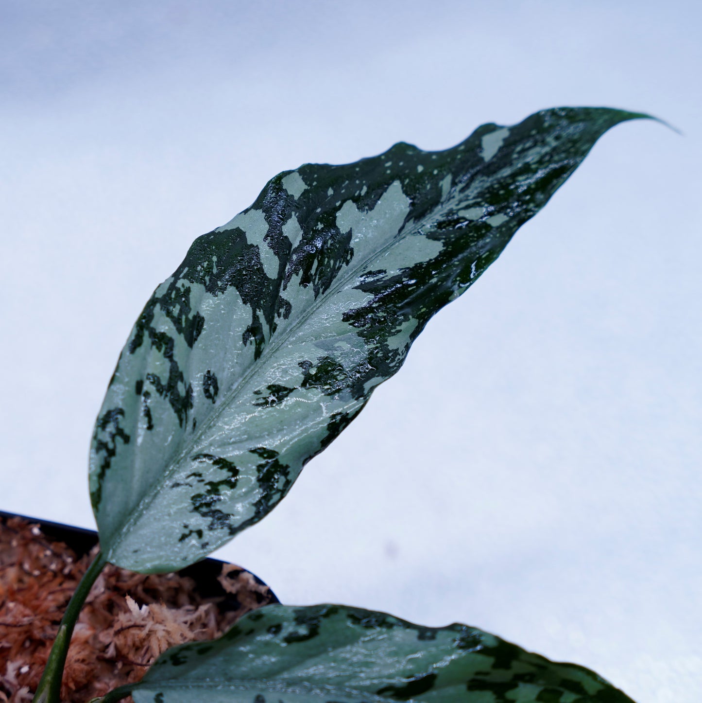 <TZ便>Aglaonema Pictum Argentum【T-090719-b-x-3】