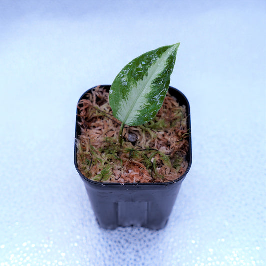 <AZ便>Aglaonema Pictum “Castle“ PDNC from Padang【AZ1012-10b】