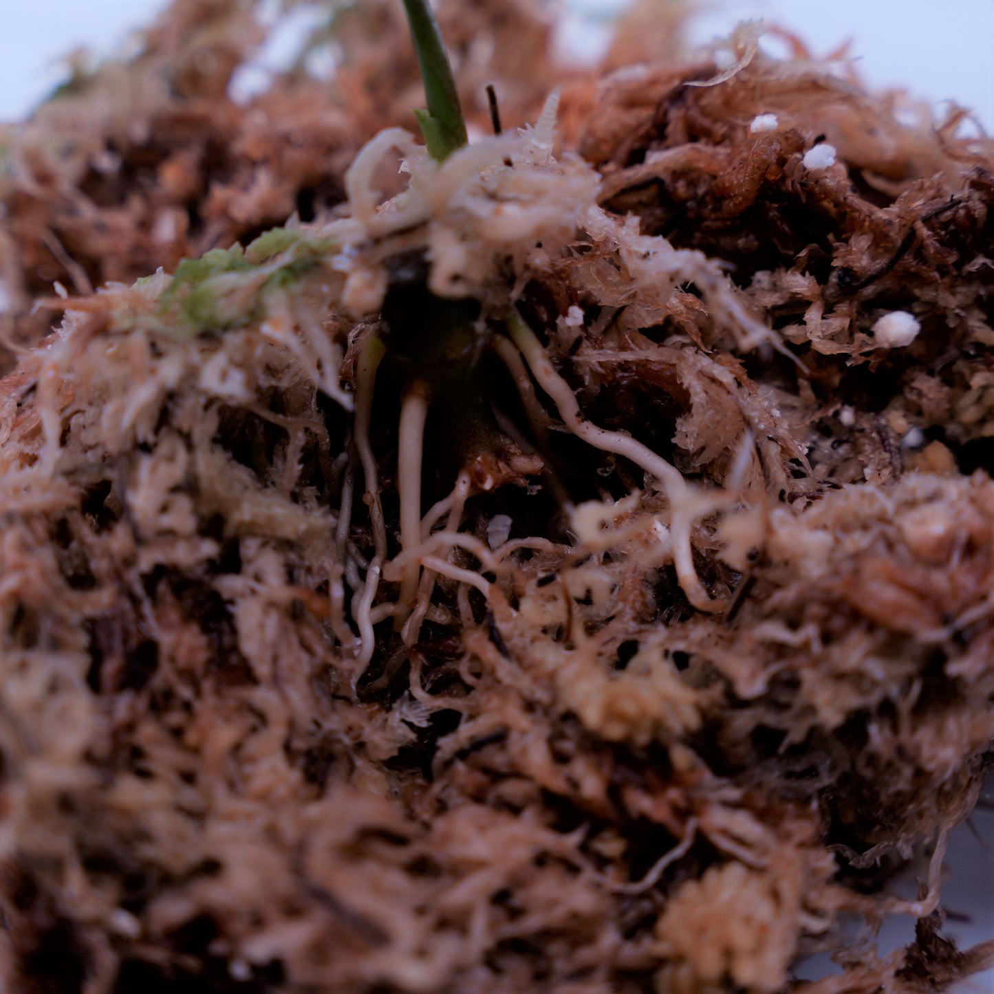 <AZ便>Aglaonema Pictum “Castle“ PDNC from Padang【AZ1012-10b】