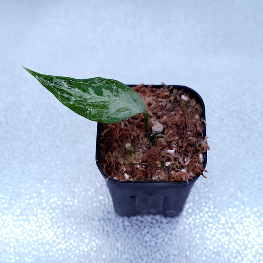 <TZ便>Aglaonema Pictum Tricolor 【T-291218-b-Y産地】