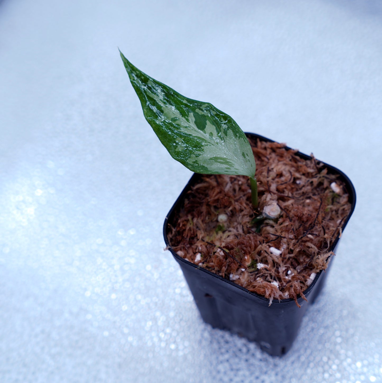 <TZ便>Aglaonema Pictum Tricolor 【T-291218-b-Y産地】