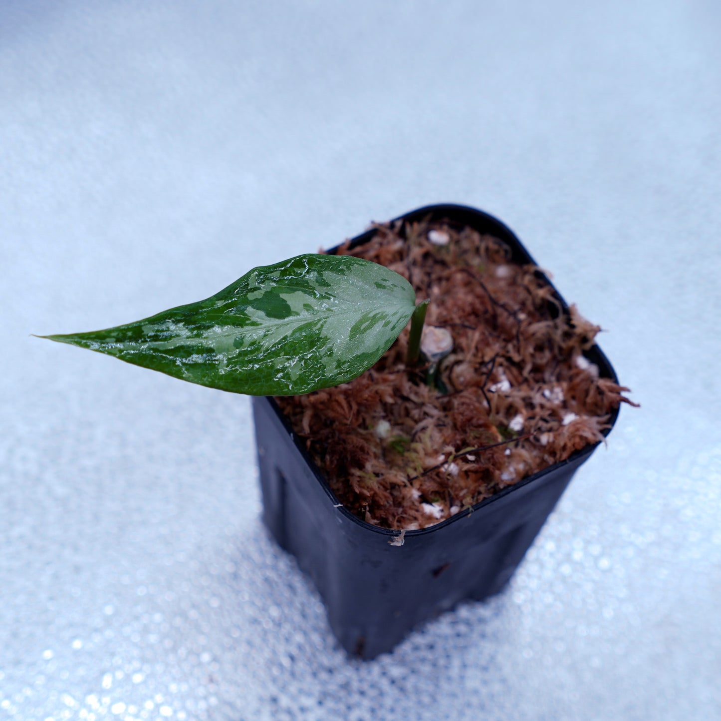 <TZ便>Aglaonema Pictum Tricolor 【T-291218-b-Y産地】