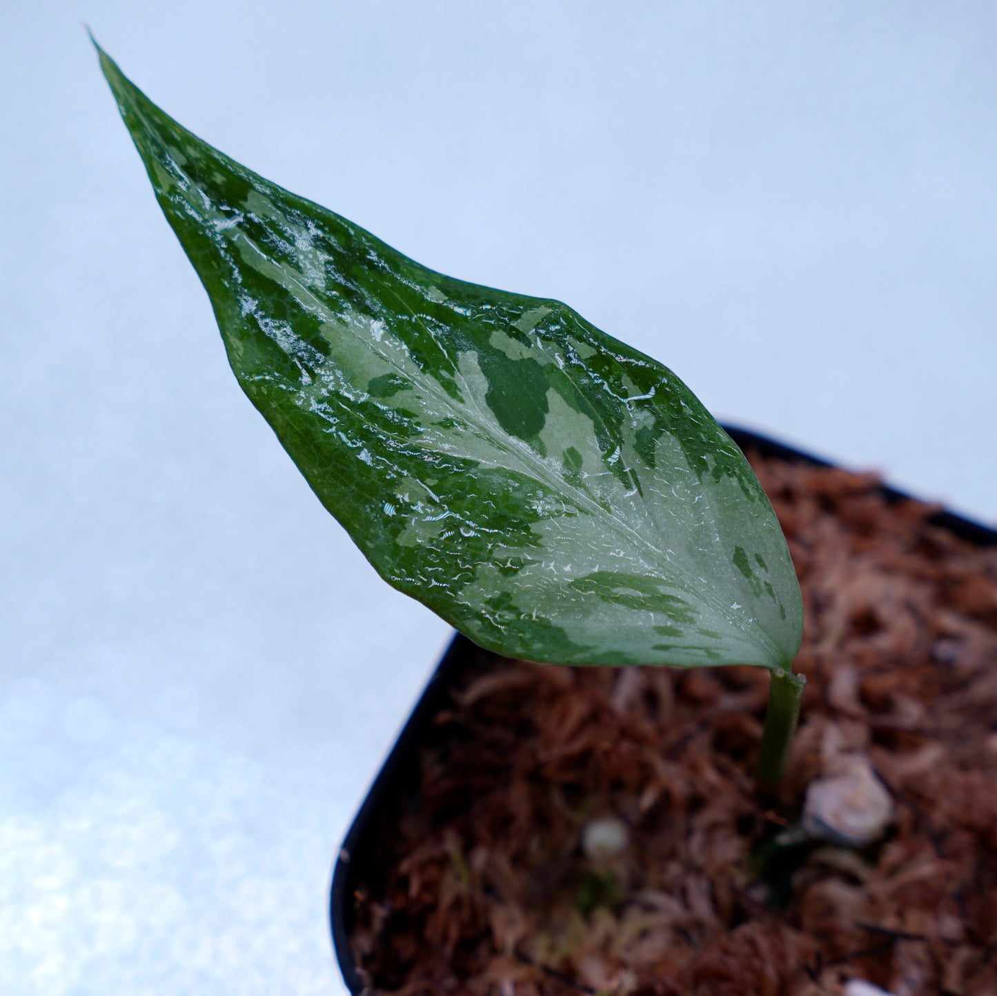 <TZ便>Aglaonema Pictum Tricolor 【T-291218-b-Y産地】