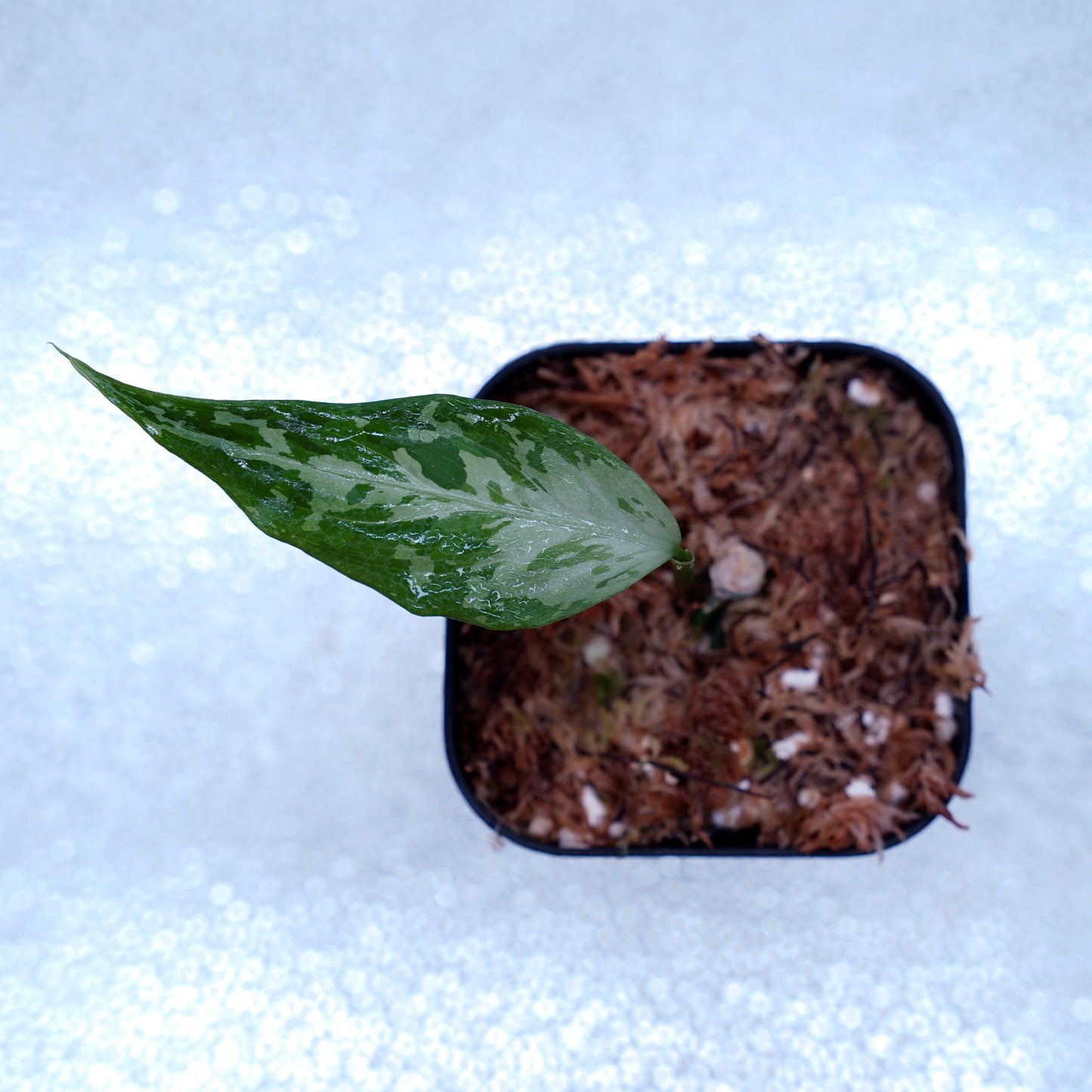 <TZ便>Aglaonema Pictum Tricolor 【T-291218-b-Y産地】