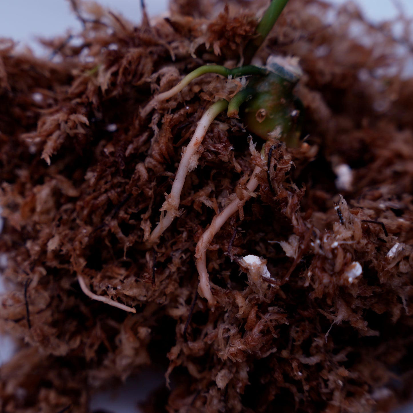 <TZ便>Aglaonema Pictum Tricolor 【T-291218-b-Y産地】
