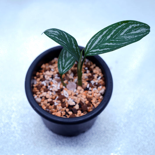 <カーティシー>Aglaonema Nitidum “Curtisii” UND220806A