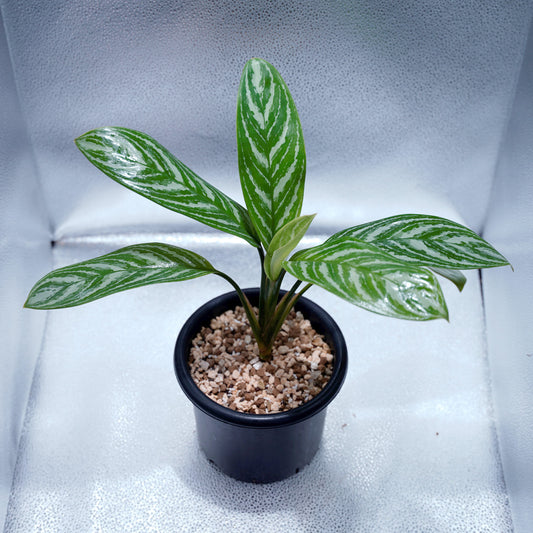<カーティシー>Aglaonema Nitidum “Curtisii” UND220806B