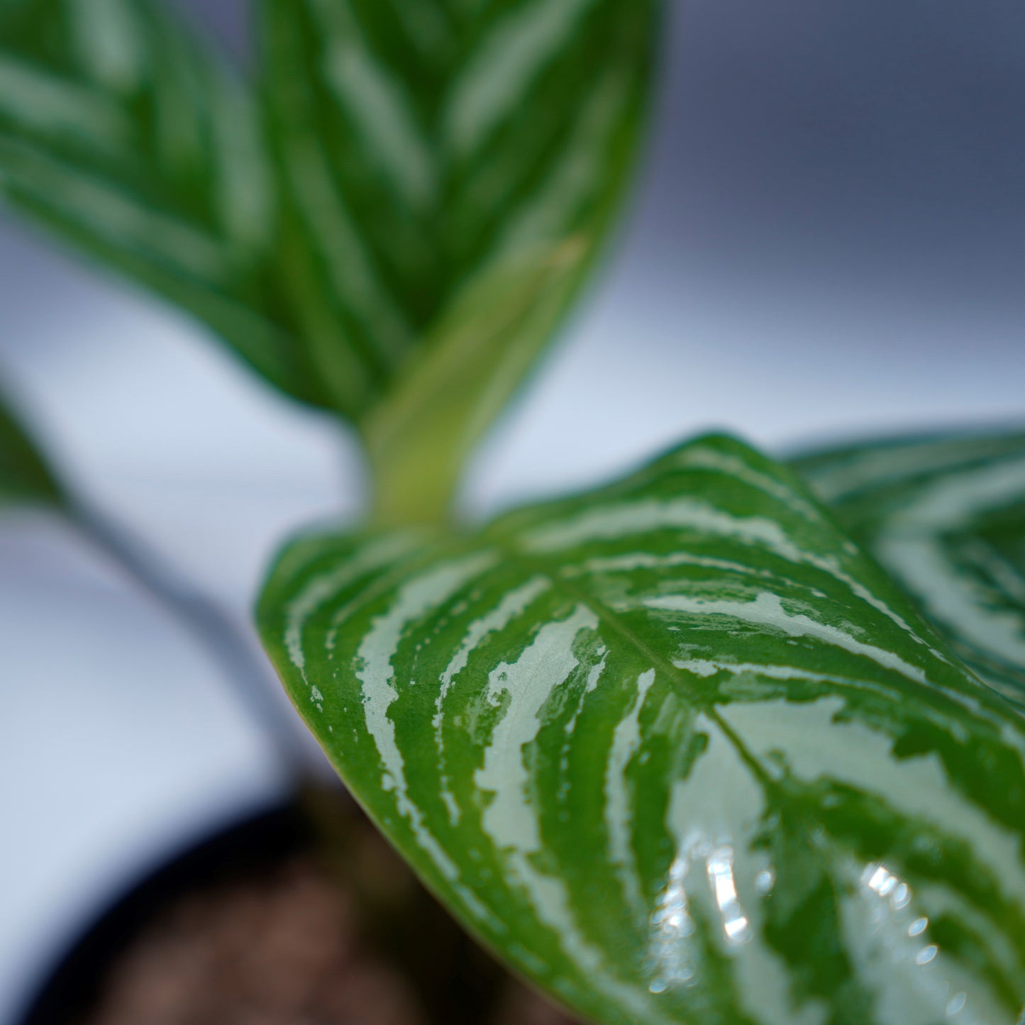 <カーティシー>Aglaonema Nitidum “Curtisii” UND220806B