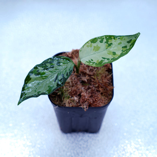 <オリジナル>Aglaonema Pictum Multicolor UND 【SEGAL】