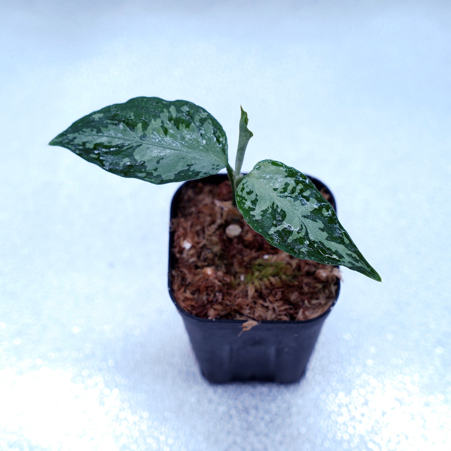 <オリジナル>Aglaonema Pictum Argentum UND “CORSO”
