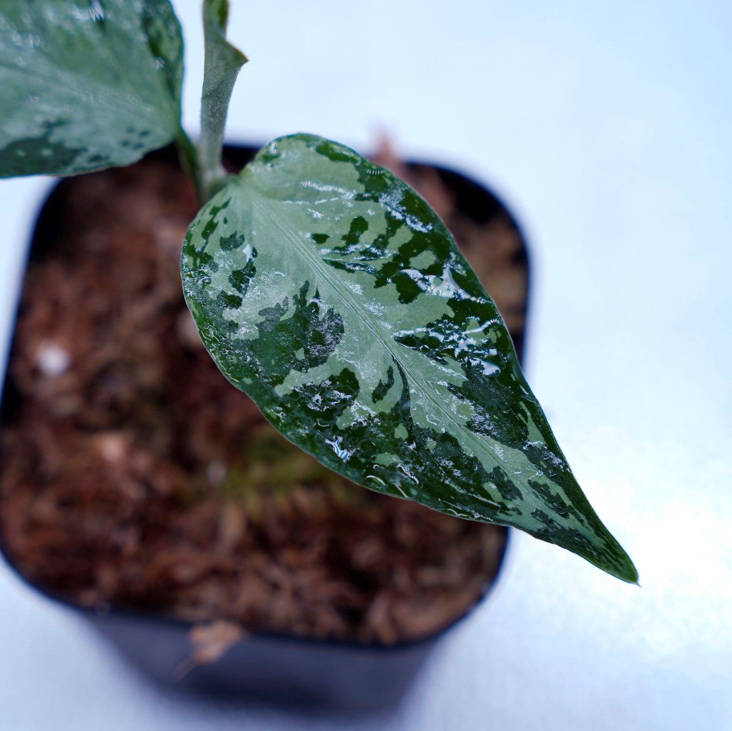 <オリジナル>Aglaonema Pictum Argentum UND “CORSO”