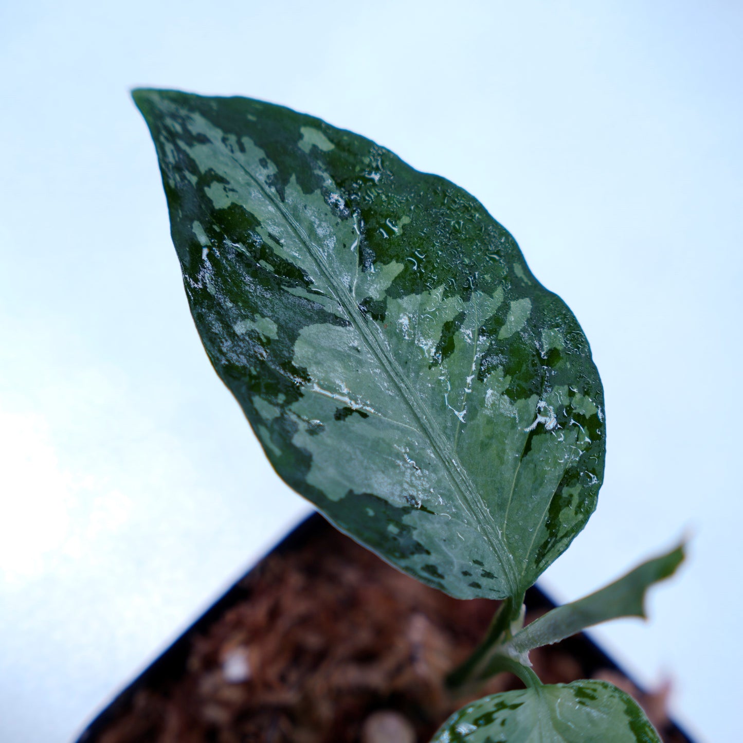 <オリジナル>Aglaonema Pictum Argentum UND “CORSO”