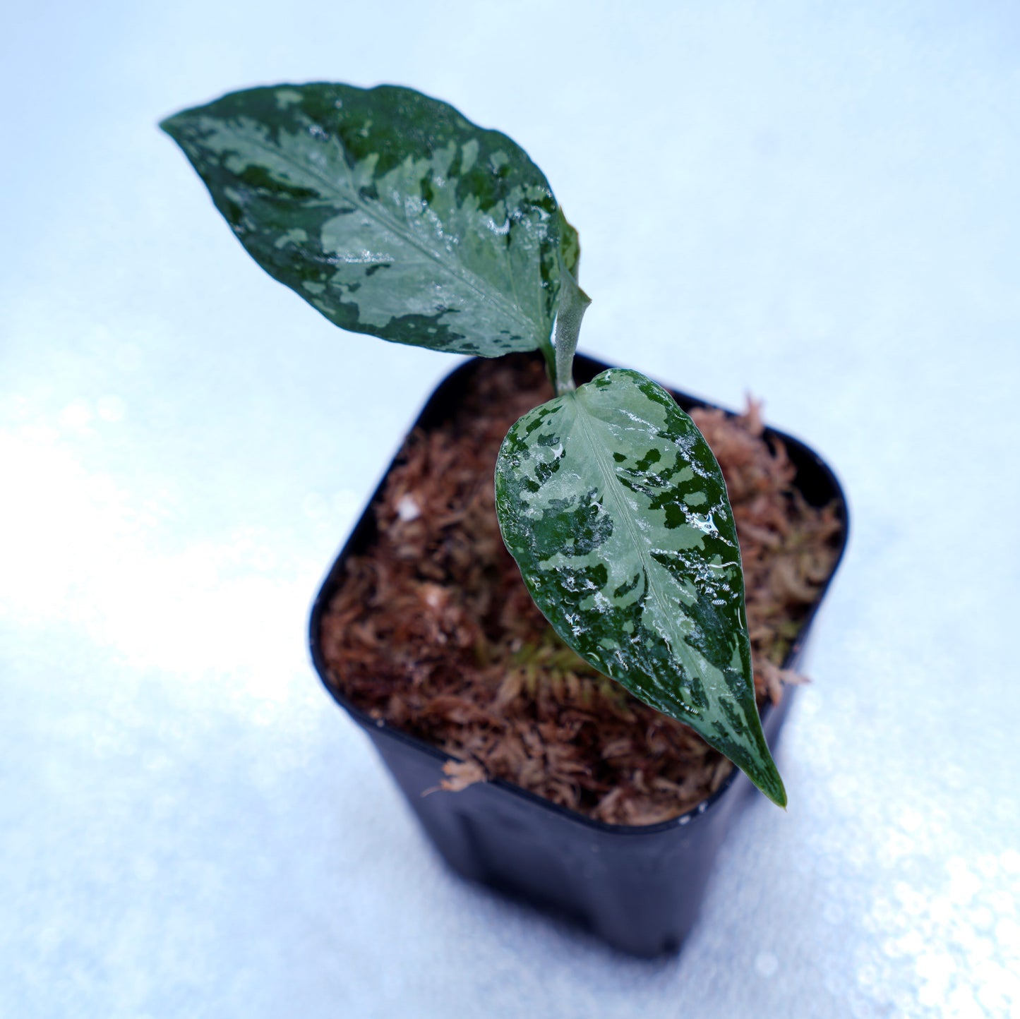 <オリジナル>Aglaonema Pictum Argentum UND “CORSO”