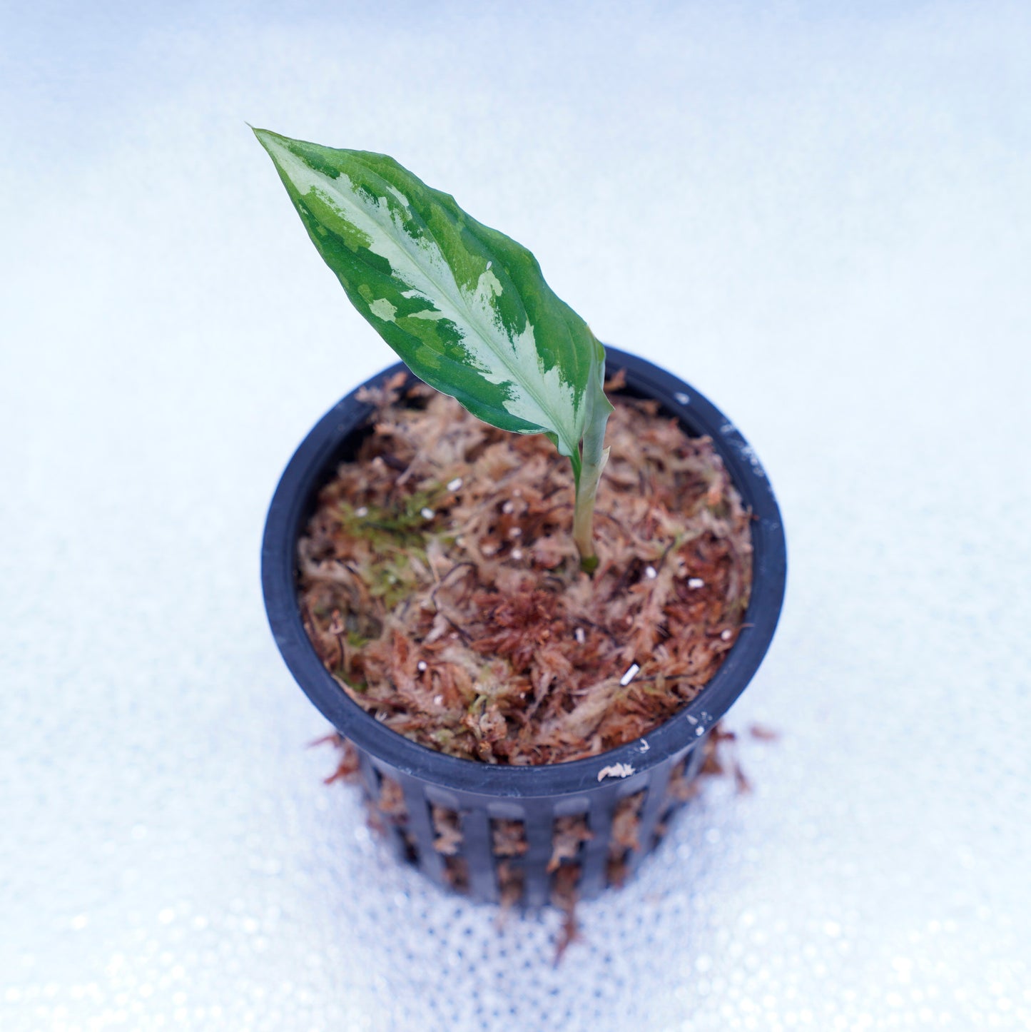 <Grow Aquarium>Aglaonema Pictum “夢観極彩 千眼葉”