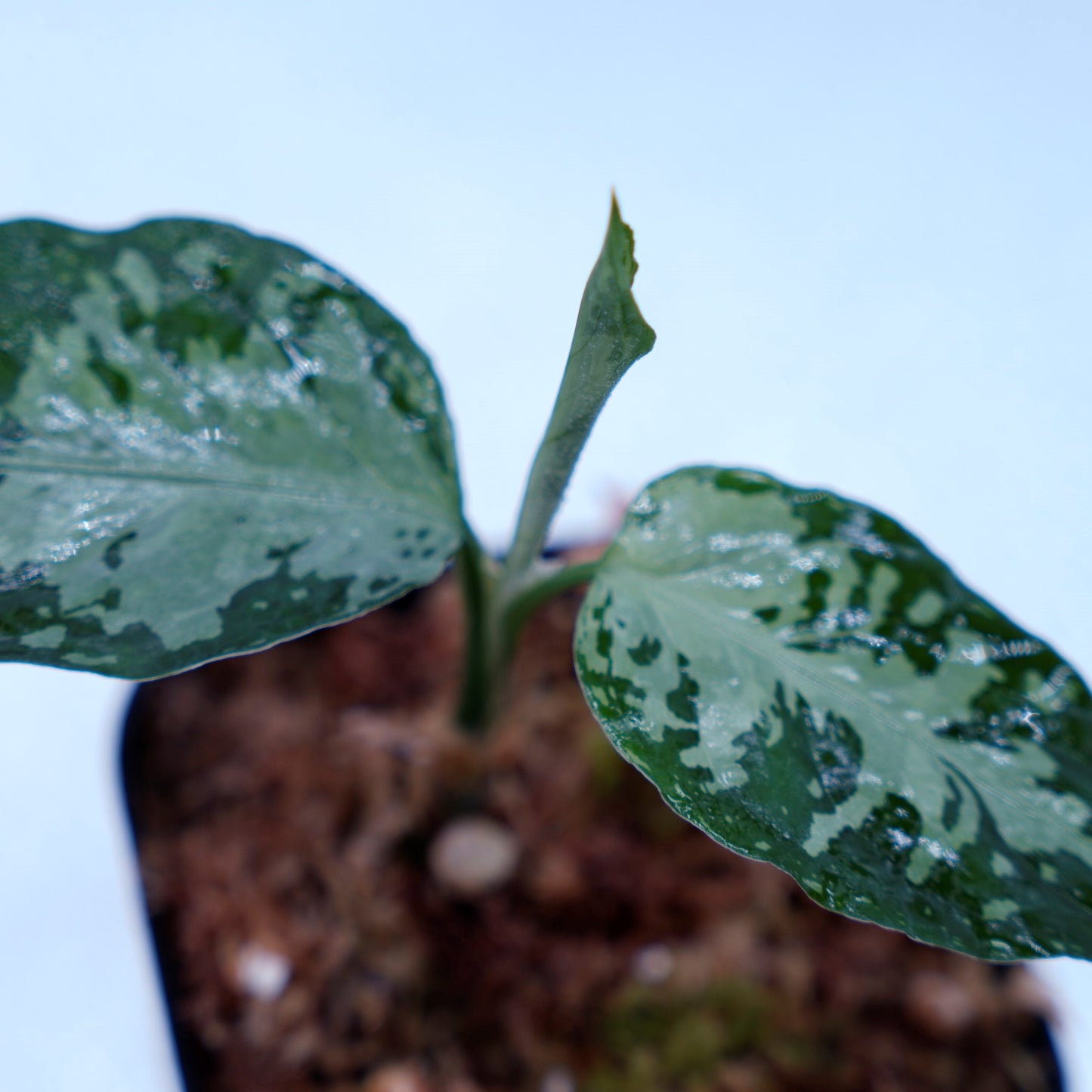 <オリジナル>Aglaonema Pictum Argentum UND “CORSO”