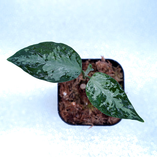 <オリジナル>Aglaonema Pictum Argentum UND “CORSO”