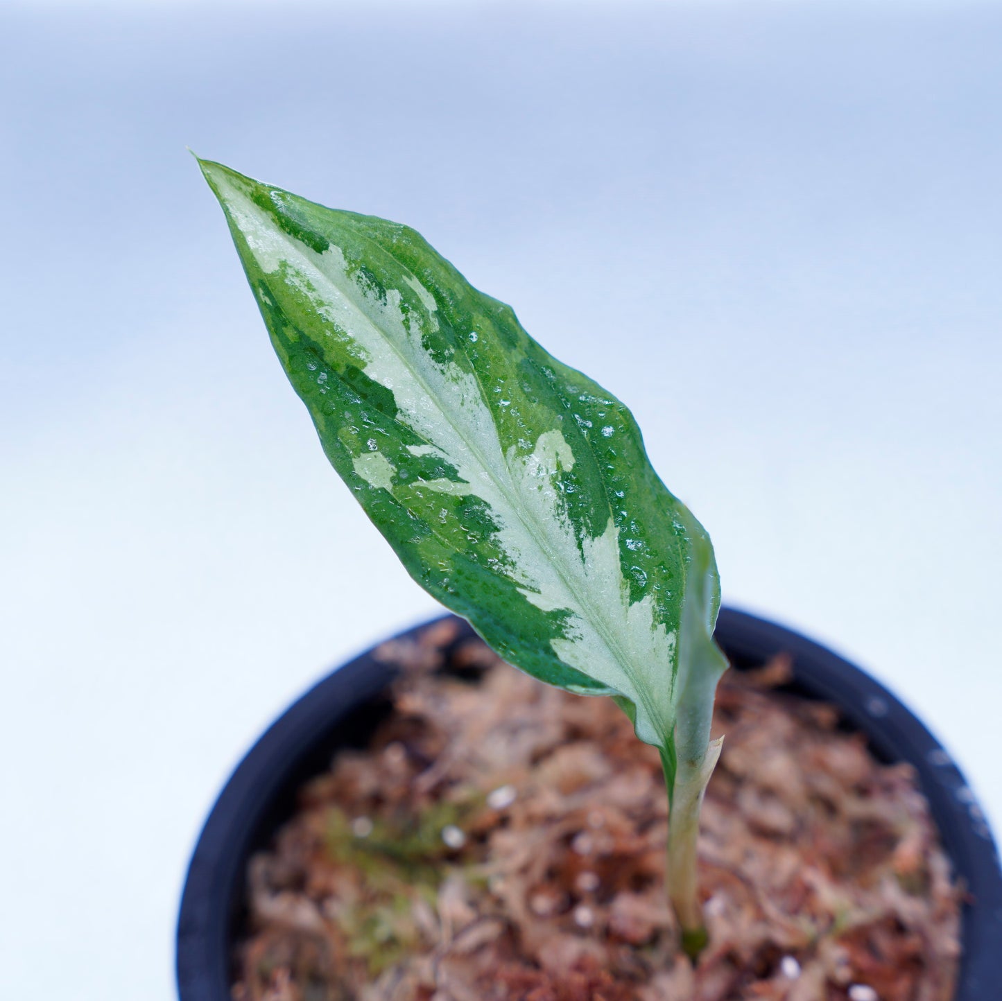 <Grow Aquarium>Aglaonema Pictum “夢観極彩 千眼葉”