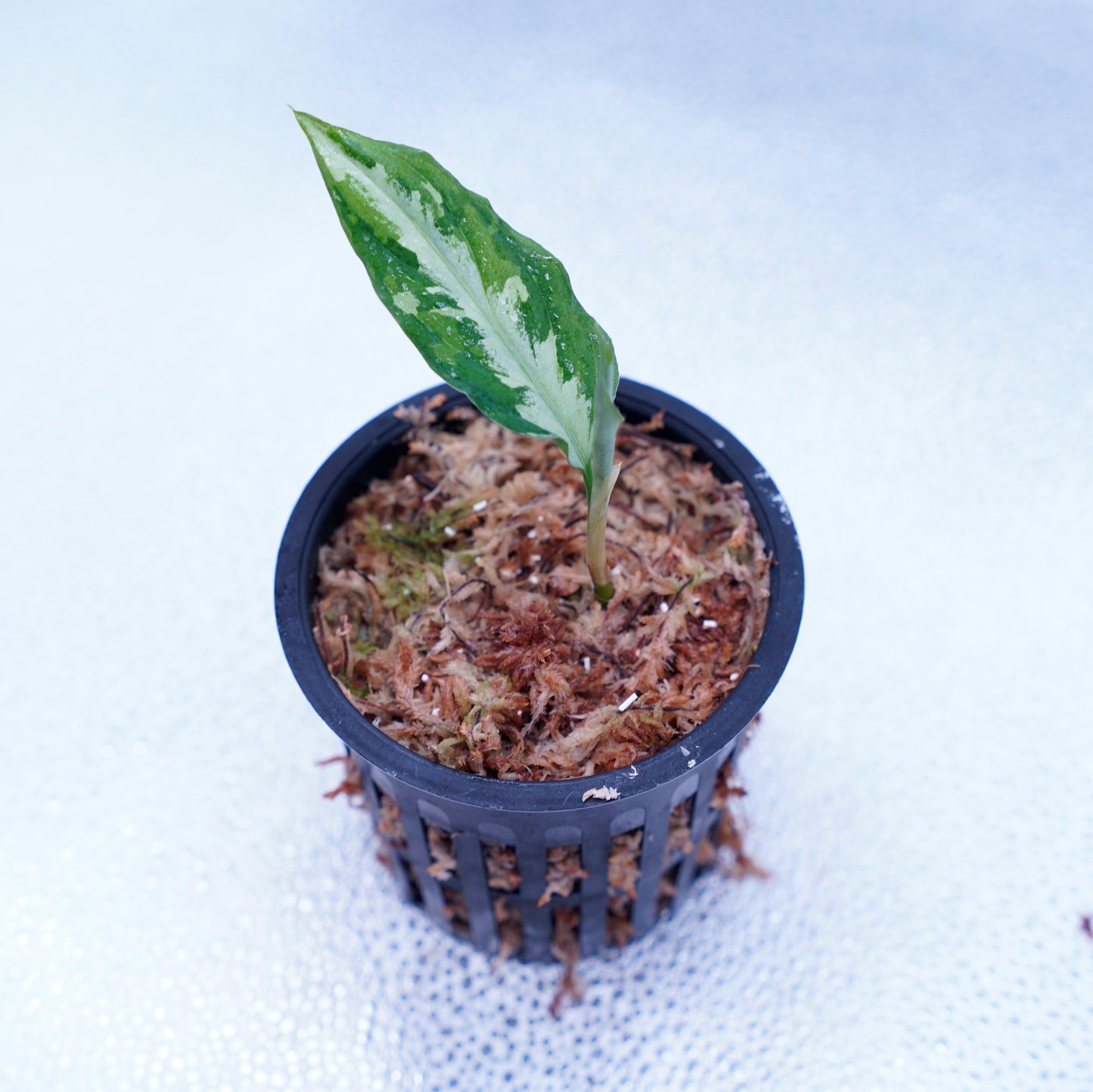<Grow Aquarium>Aglaonema Pictum “夢観極彩 千眼葉”