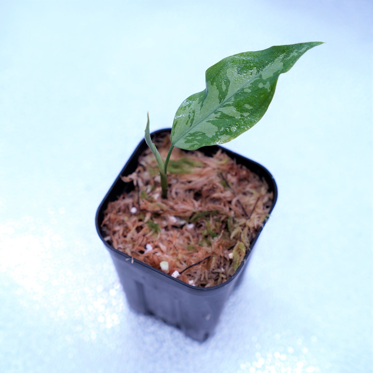 <TZ便>Aglaonema Pictum Argentum【T-090719-b-x-3】