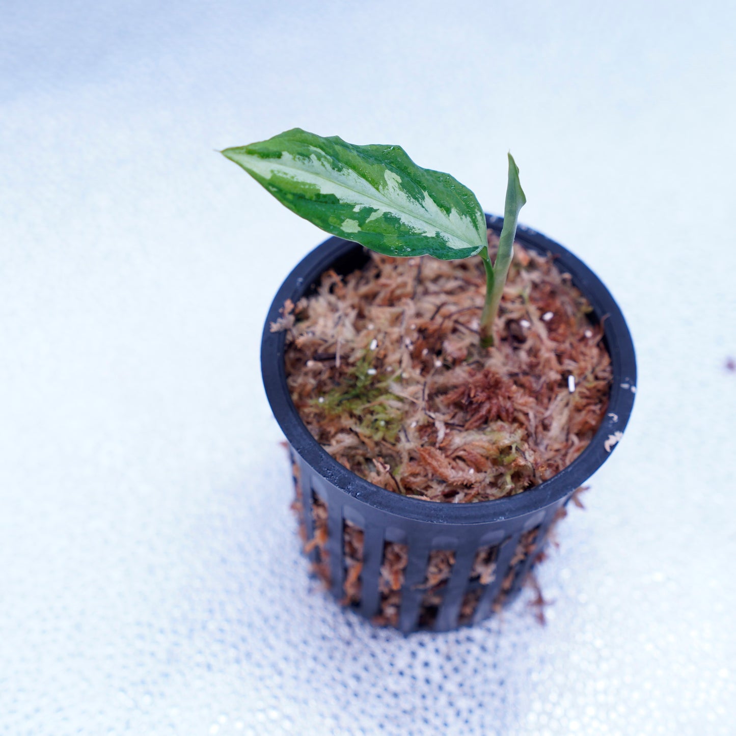 <Grow Aquarium>Aglaonema Pictum “夢観極彩 千眼葉”