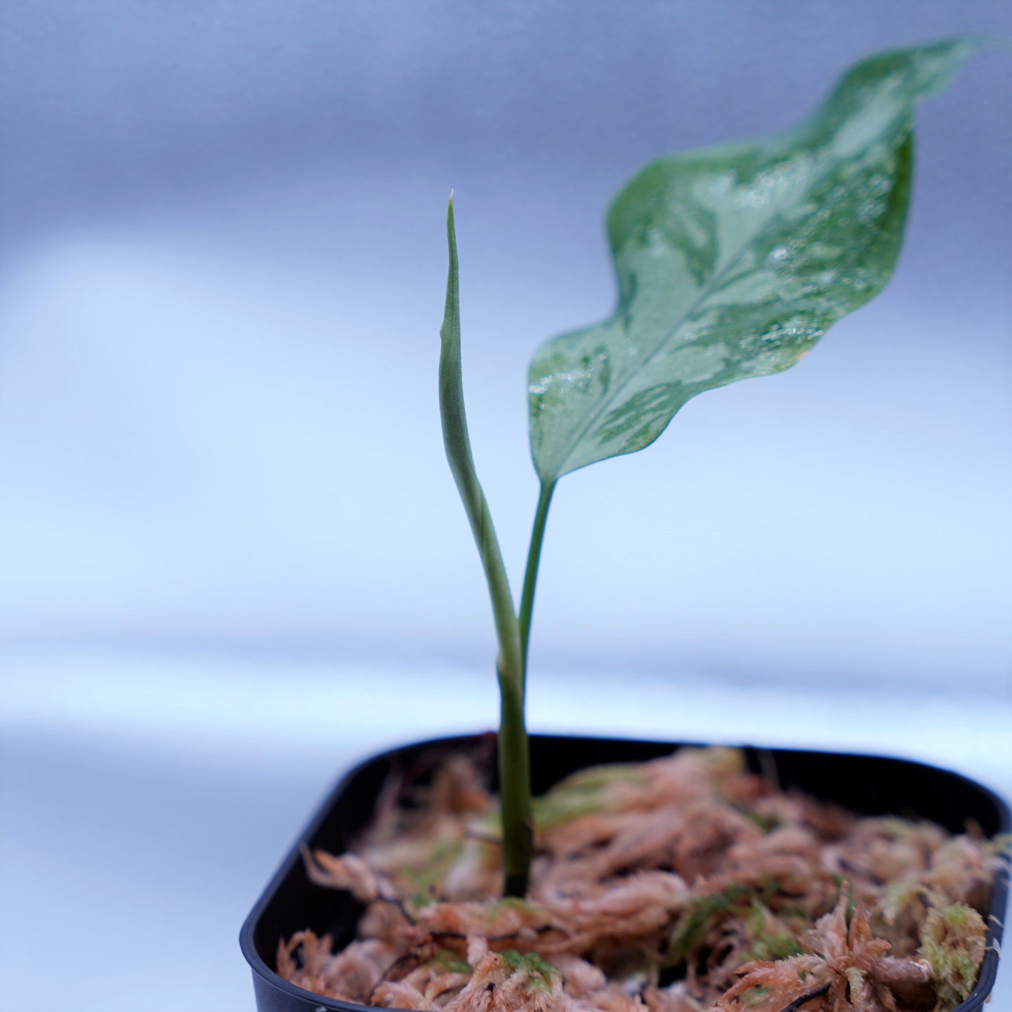 <TZ便>Aglaonema Pictum Argentum【T-090719-b-x-3】