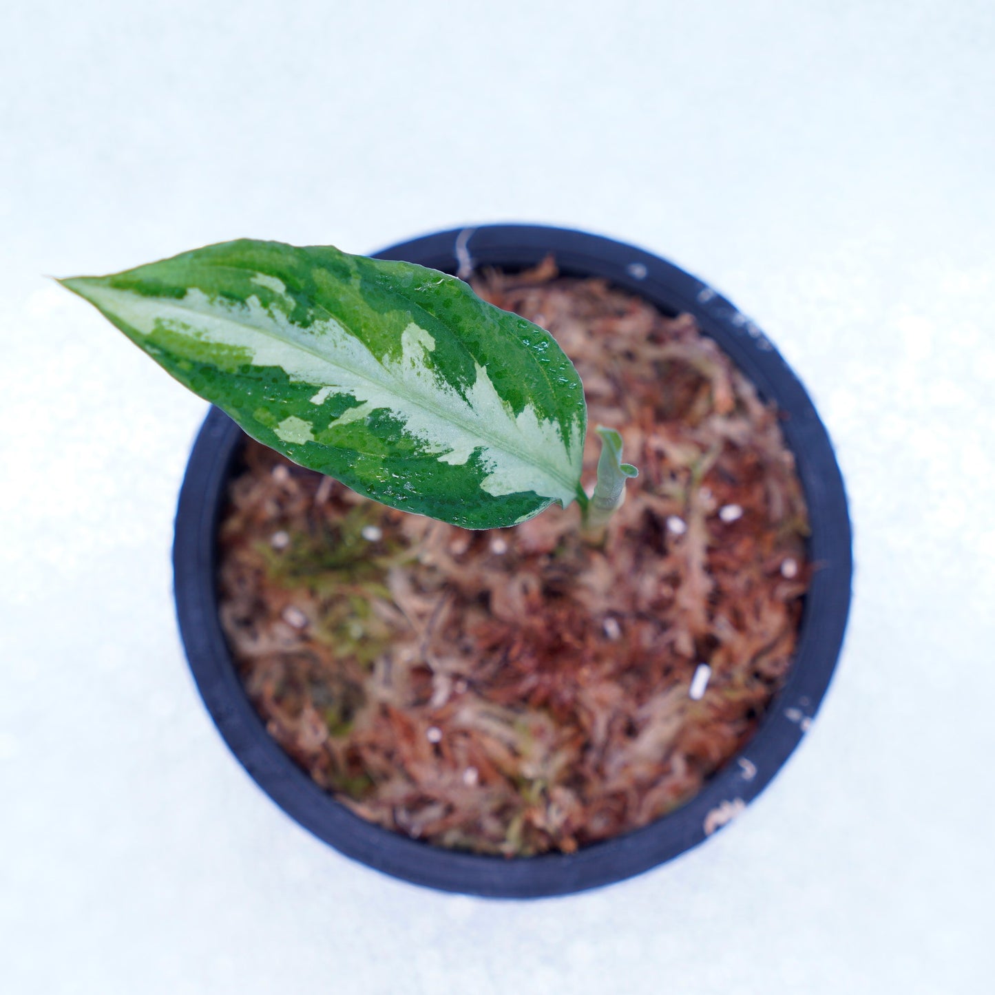 <Grow Aquarium>Aglaonema Pictum “夢観極彩 千眼葉”