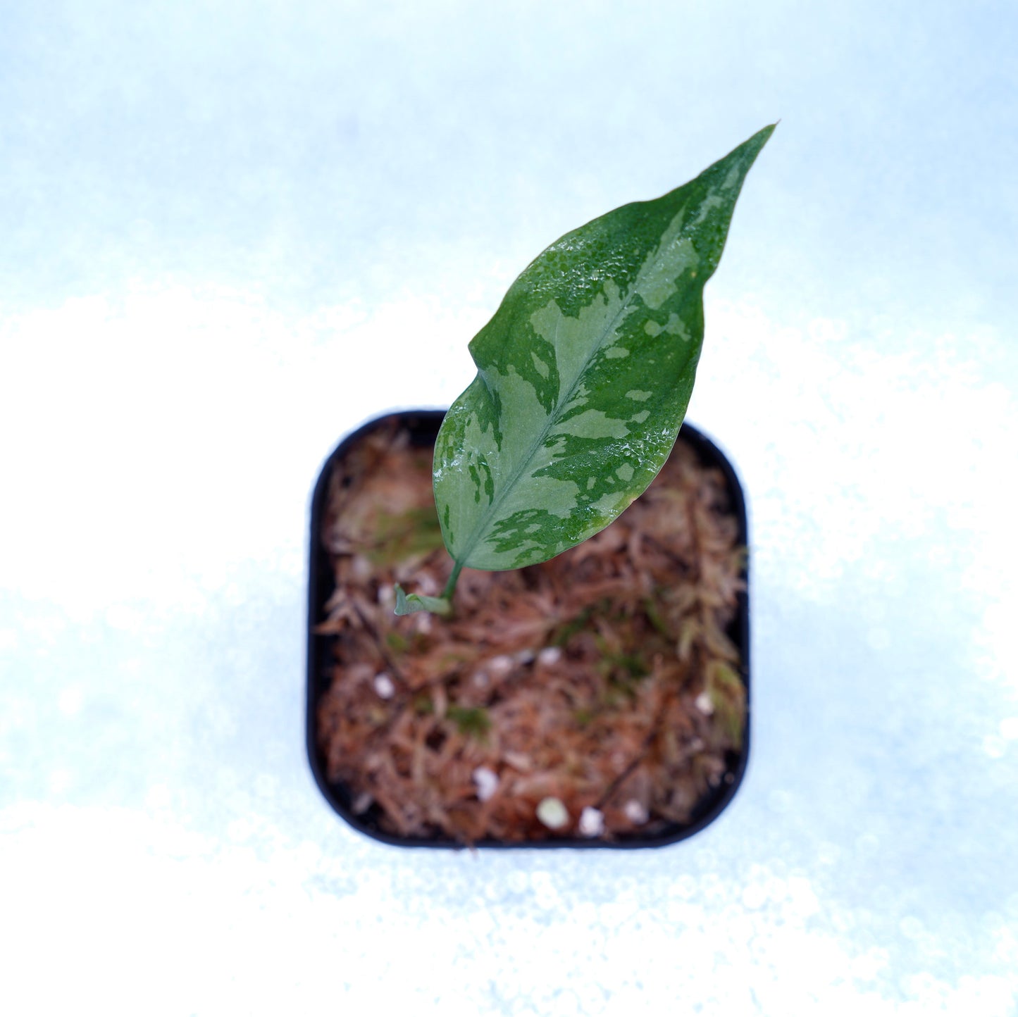 <TZ便>Aglaonema Pictum Argentum【T-090719-b-x-3】